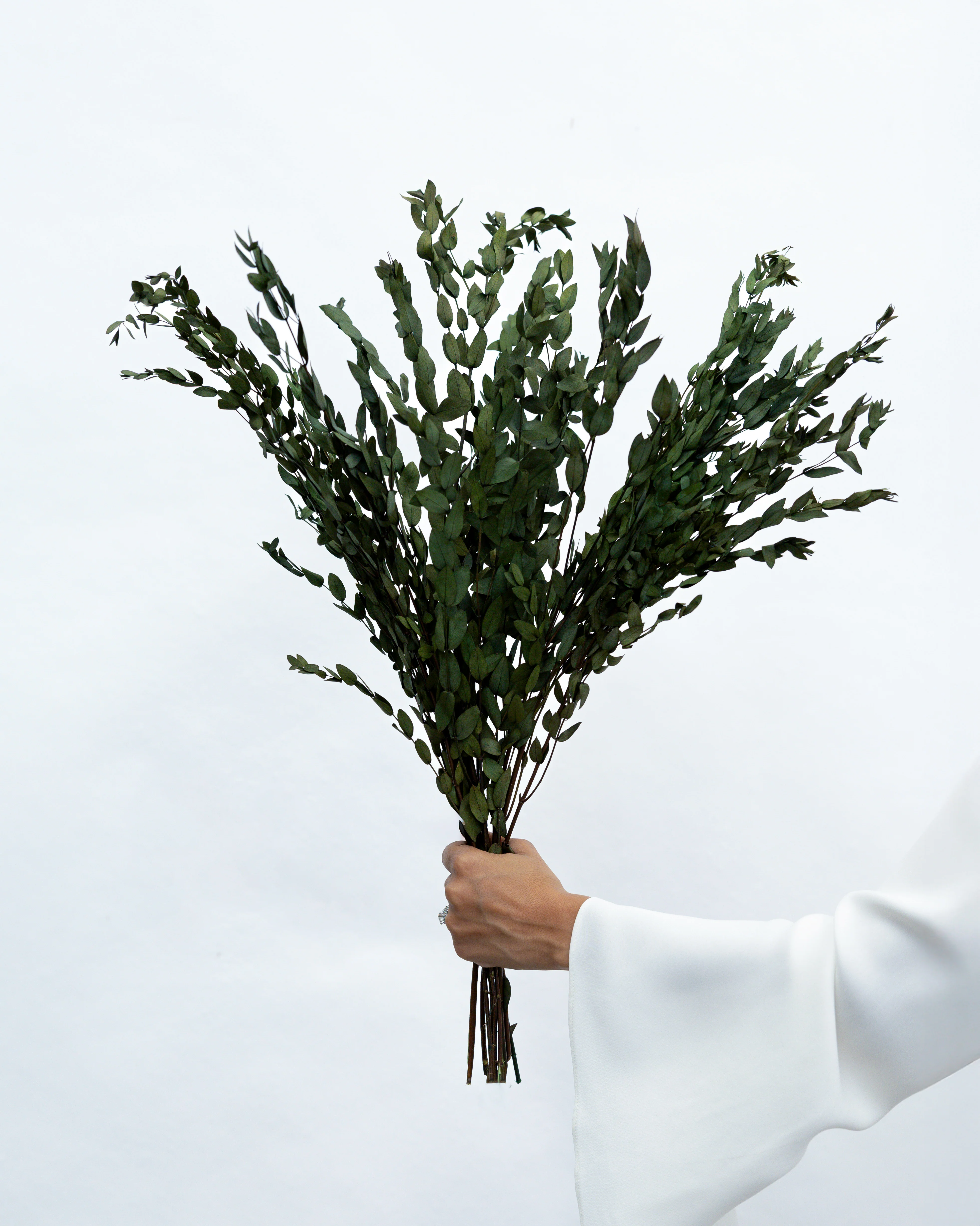 PRESERVED SMALL-LEAF GUM | OLIVE GREEN