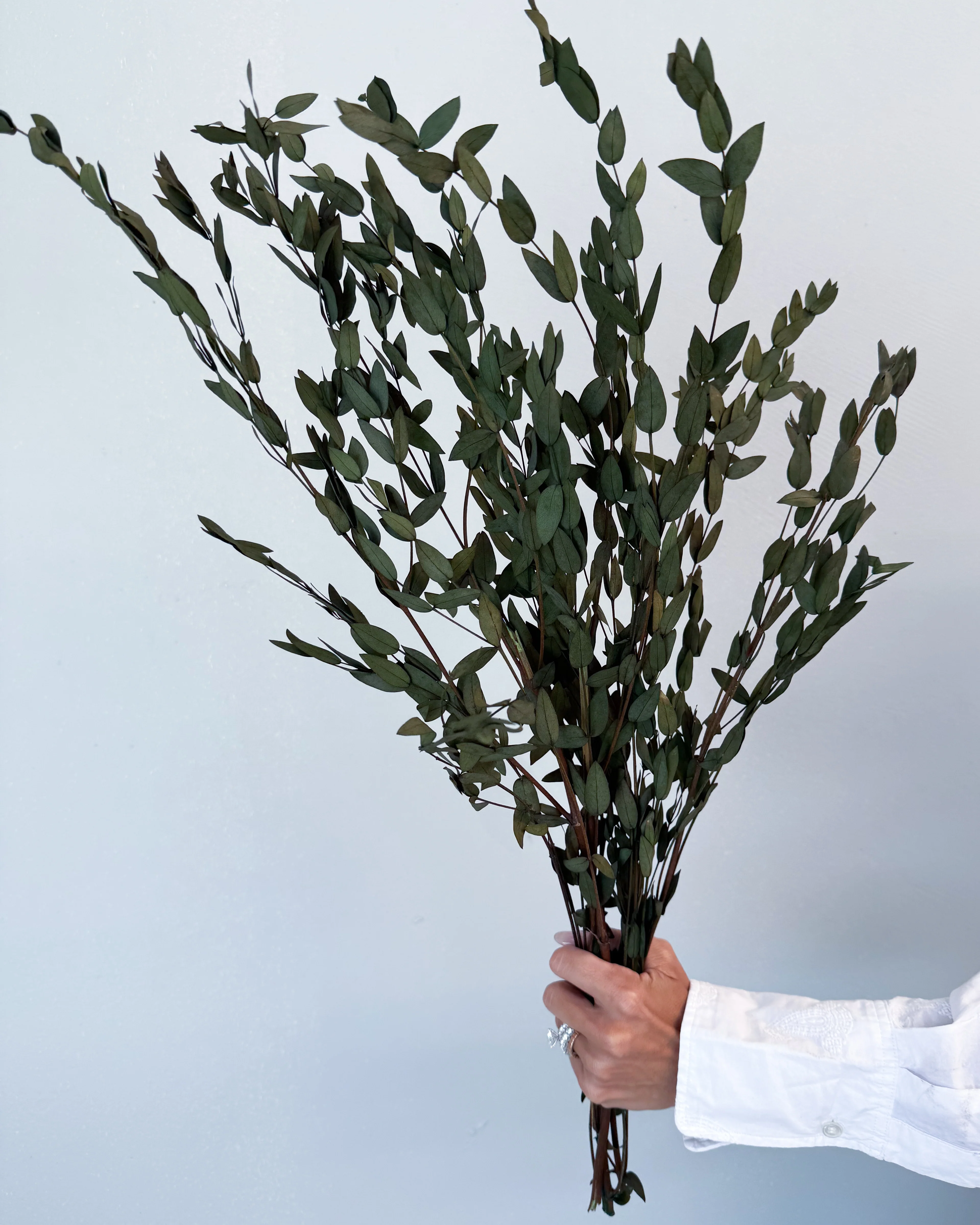 PRESERVED SMALL-LEAF GUM | OLIVE GREEN - Image 2