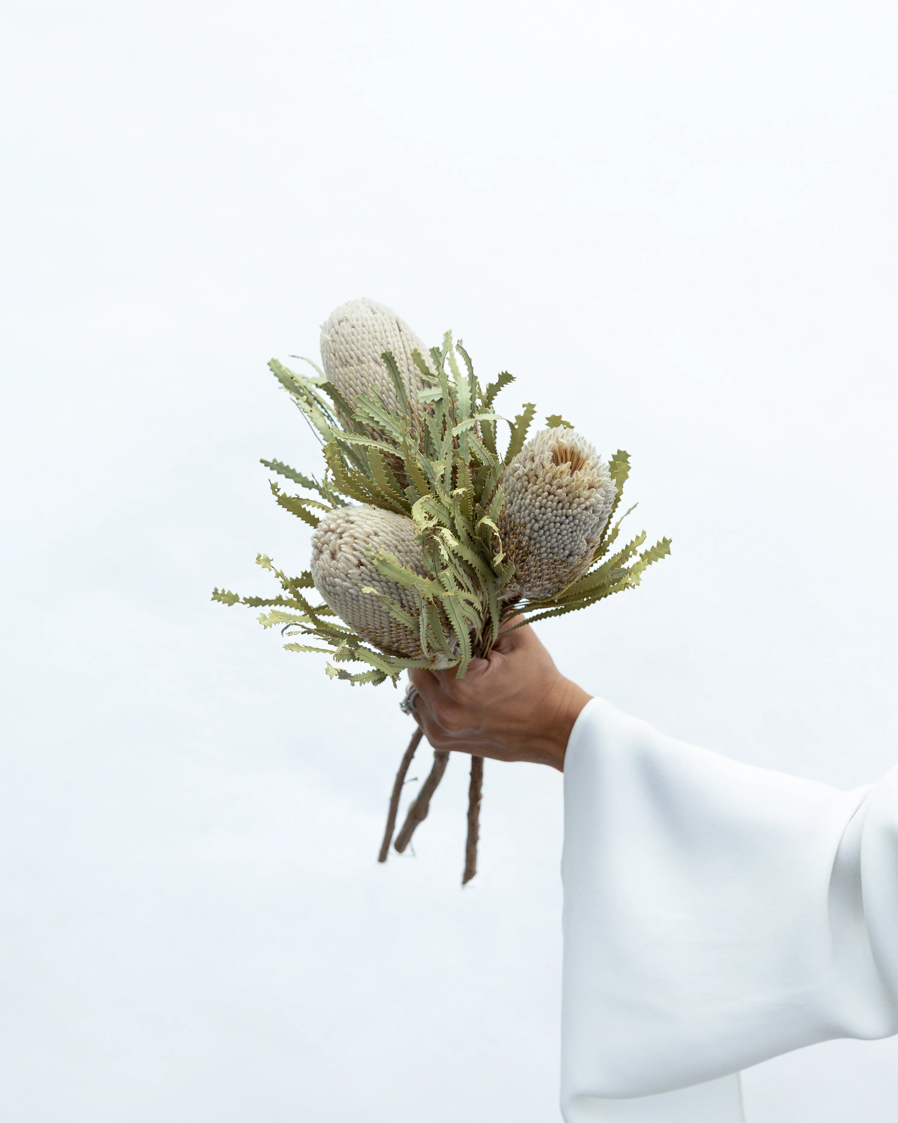 DRIED BANKSIA HOOKERIANA I NATURAL