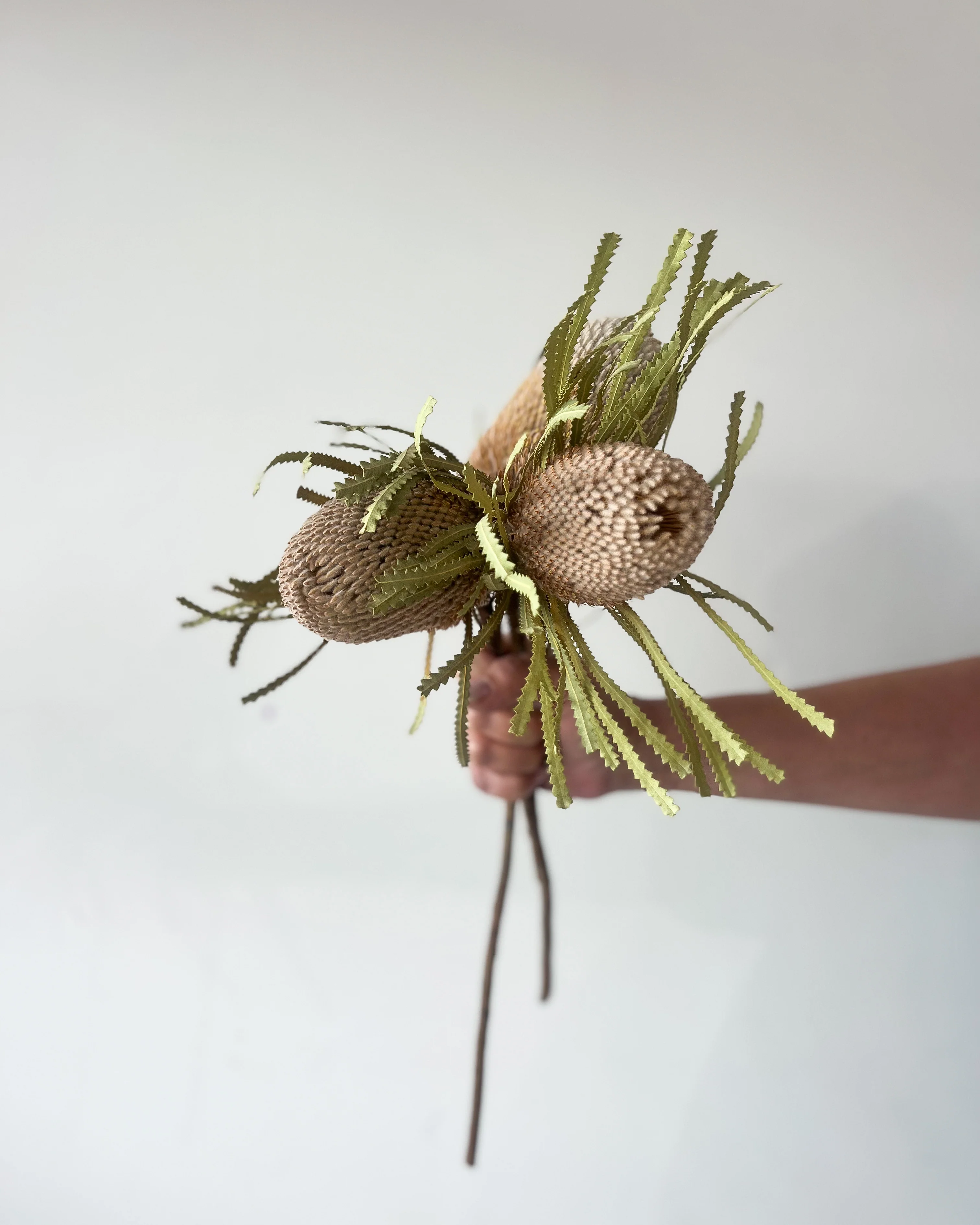 DRIED BANKSIA HOOKERIANA I NATURAL - Image 4