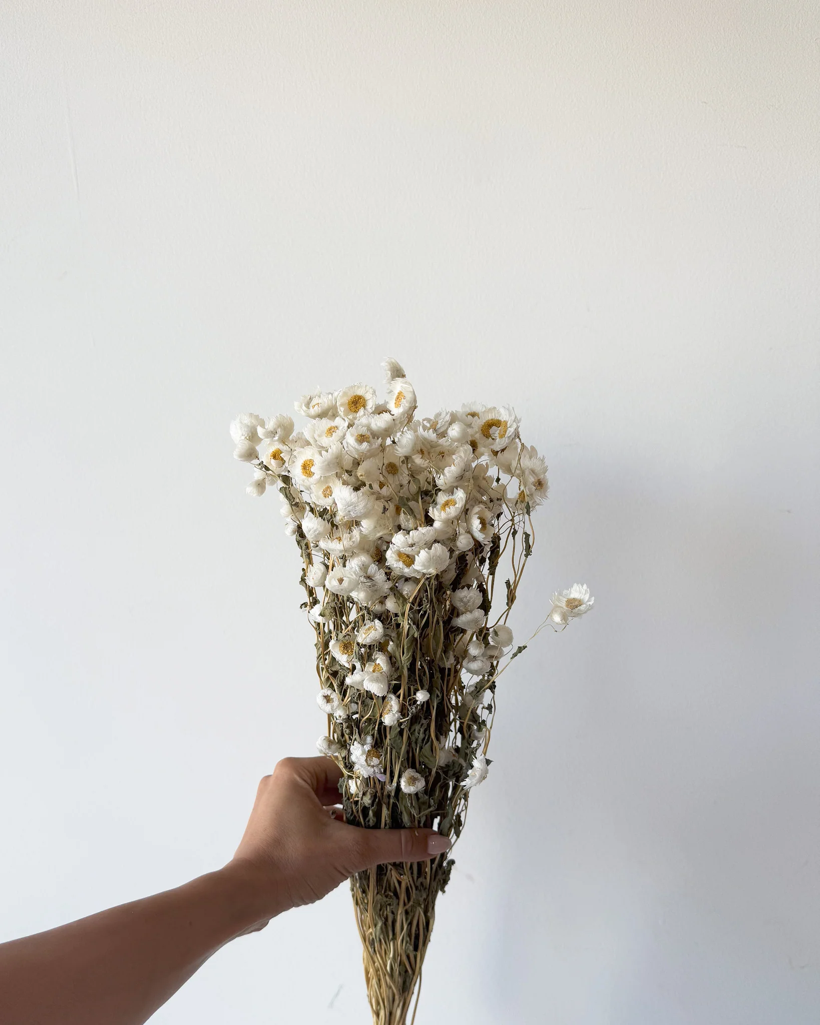 PRE ORDER LATE MAY DRIED DAISIES - Image 3