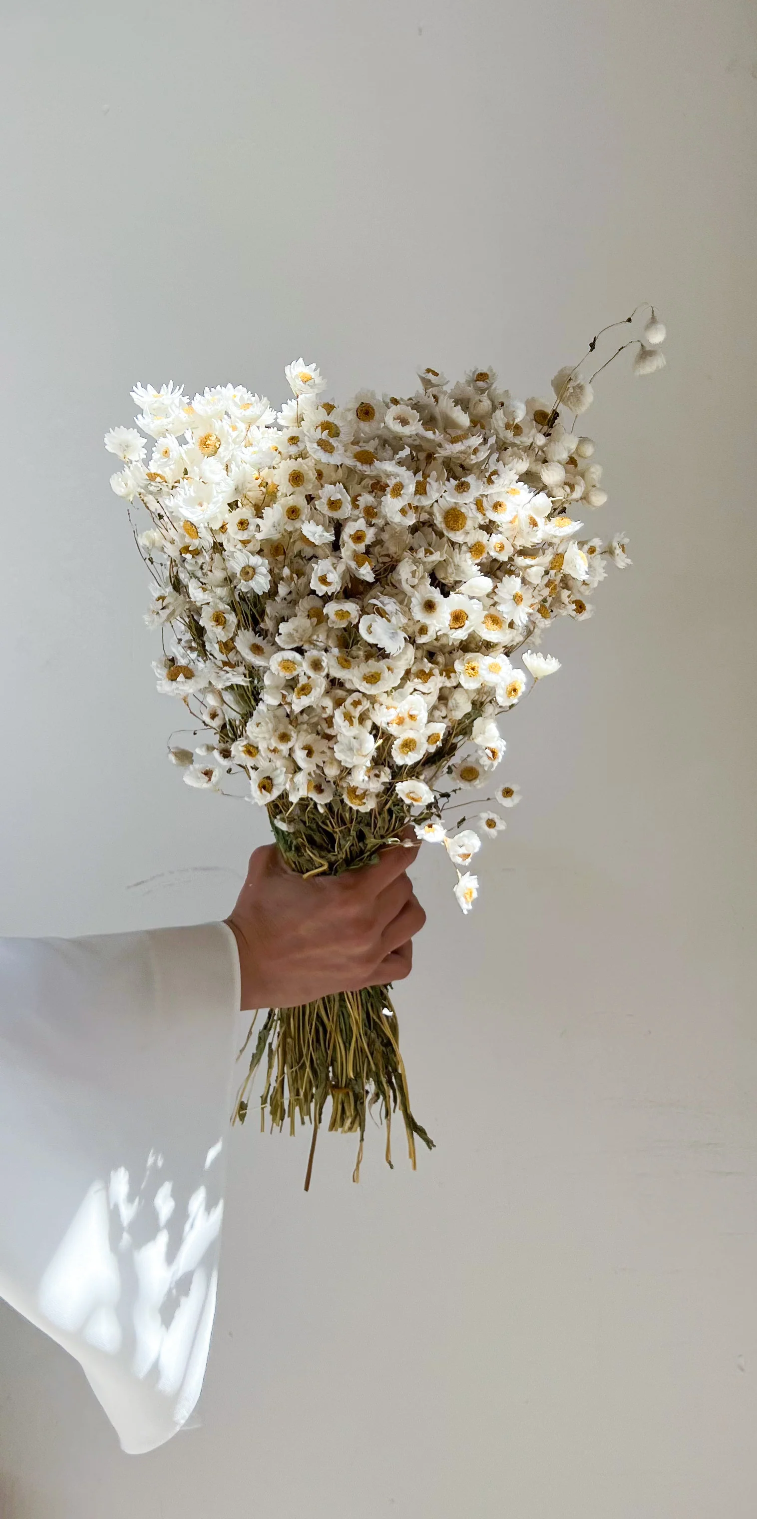 PRE ORDER LATE MAY -  DRIED DAISIES BOUQUET - Image 3