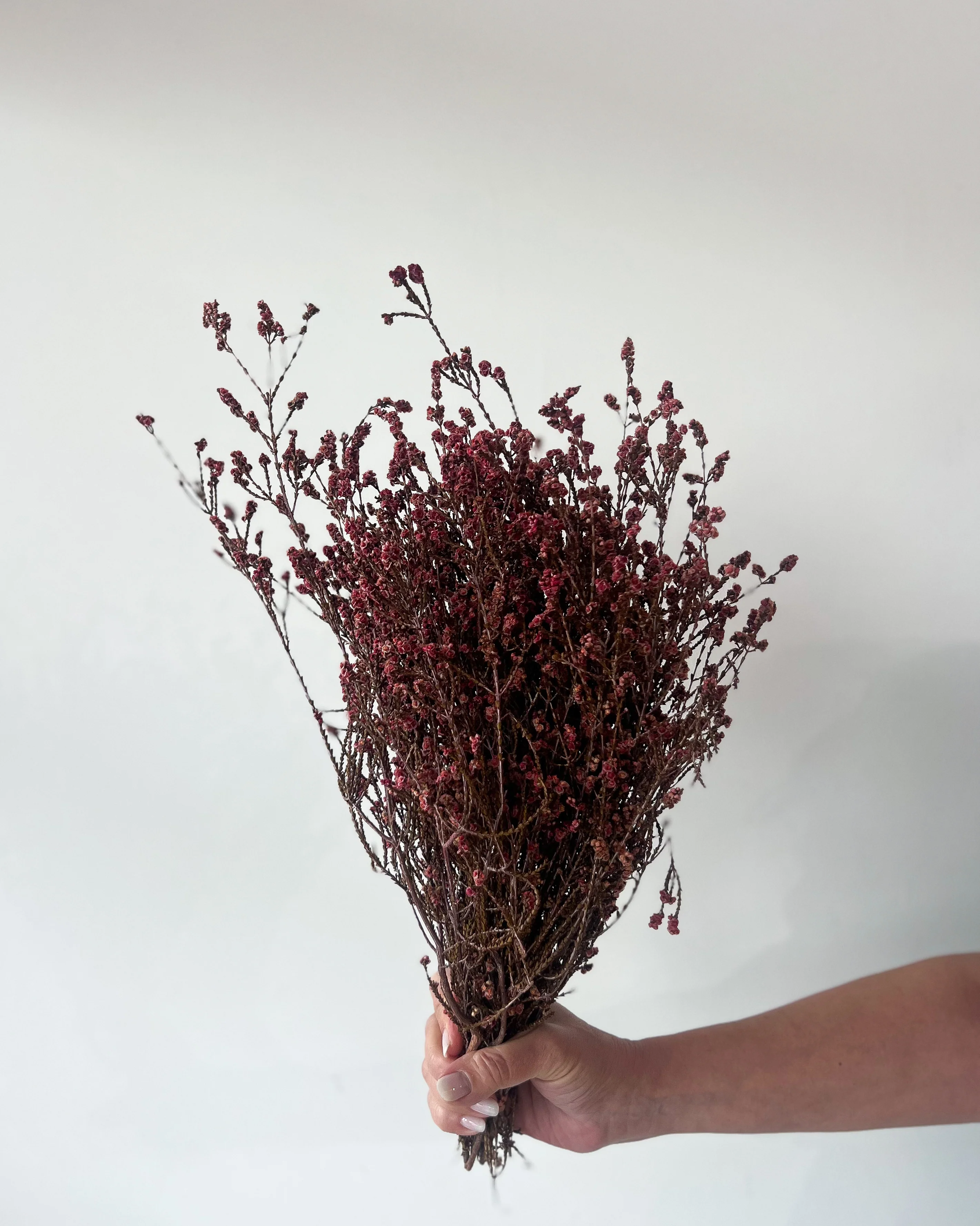 DRIED SCHOLTZIA | BURNT RED - Image 3