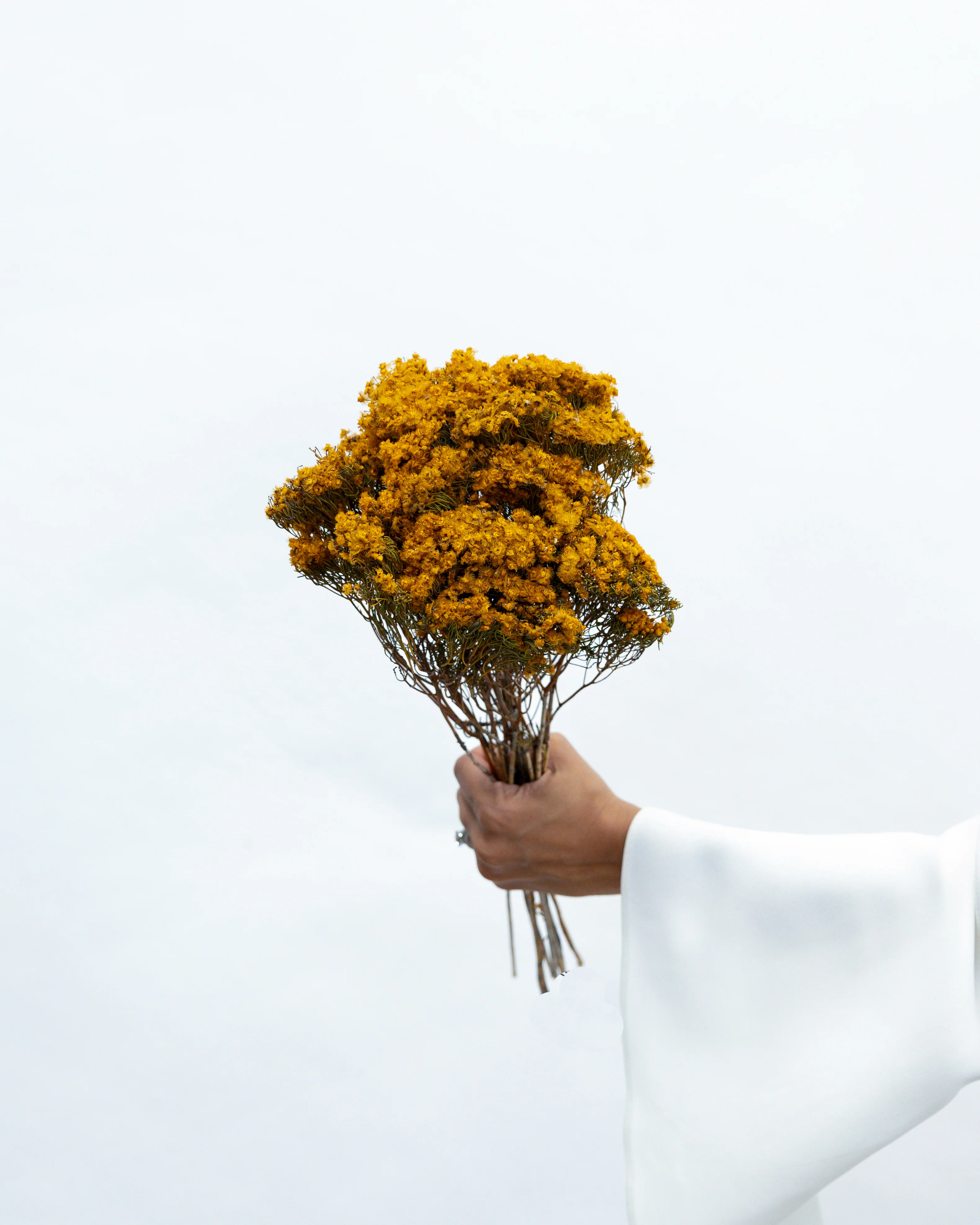 DRIED MORRISON | NATURAL MUSTARD