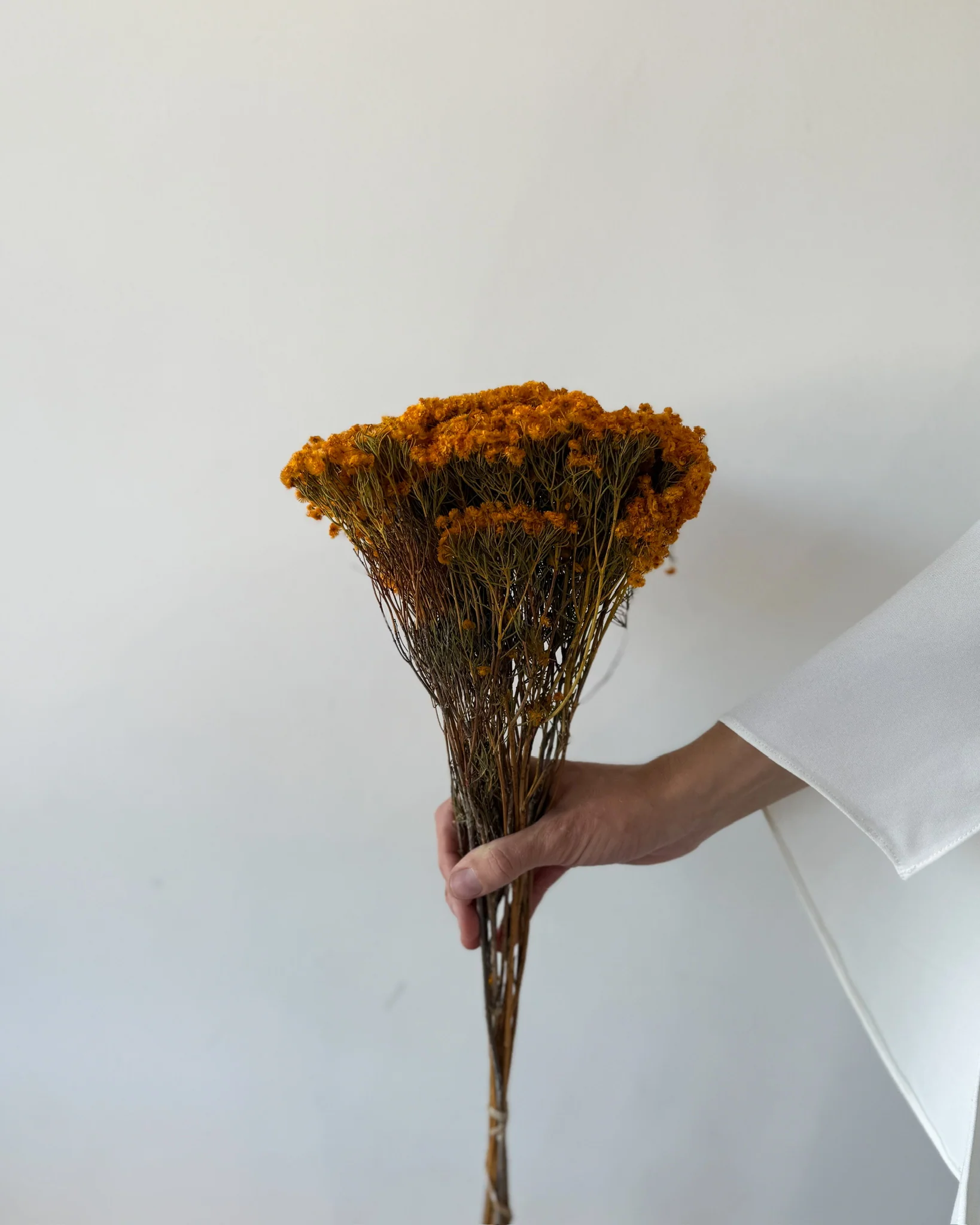 DRIED MORRISON | NATURAL MUSTARD - Image 3