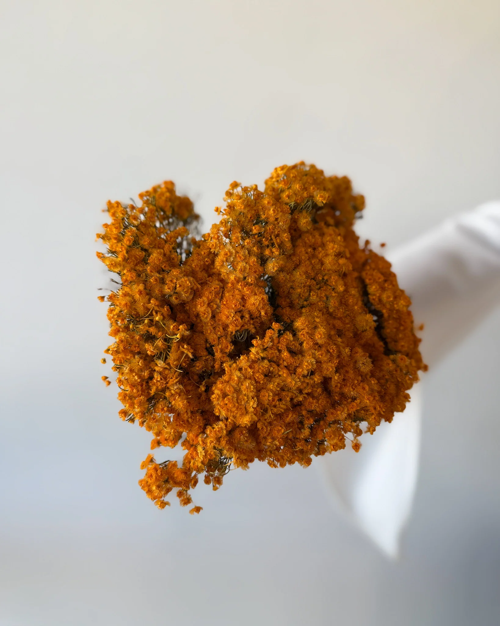 DRIED MORRISON | NATURAL MUSTARD - Image 4