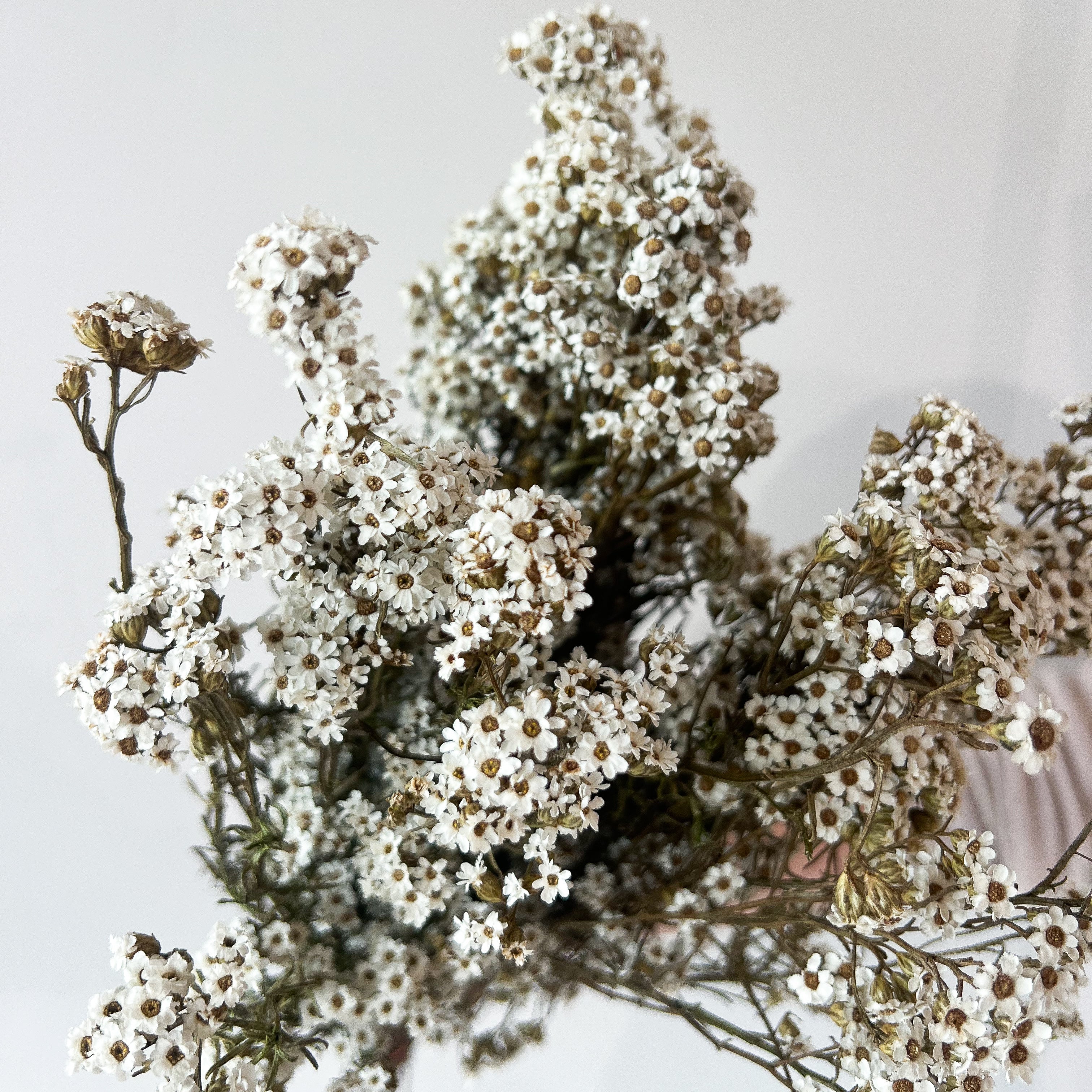 DRIED MOUNTAIN DAISIES - Image 2