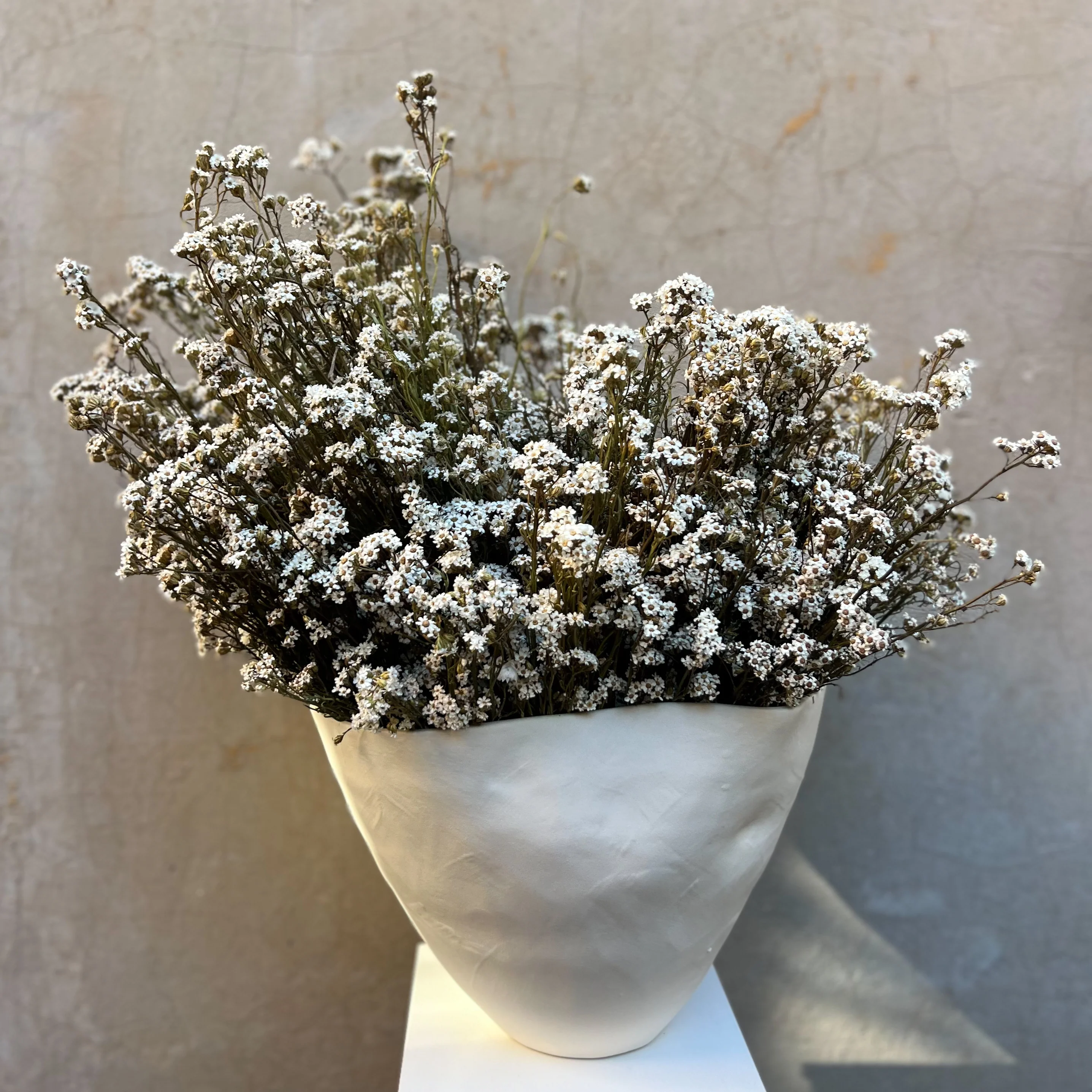 RUBY DRIED MOUNTAIN DAISIES ARRANGEMENT IN ROSITA BOWL
