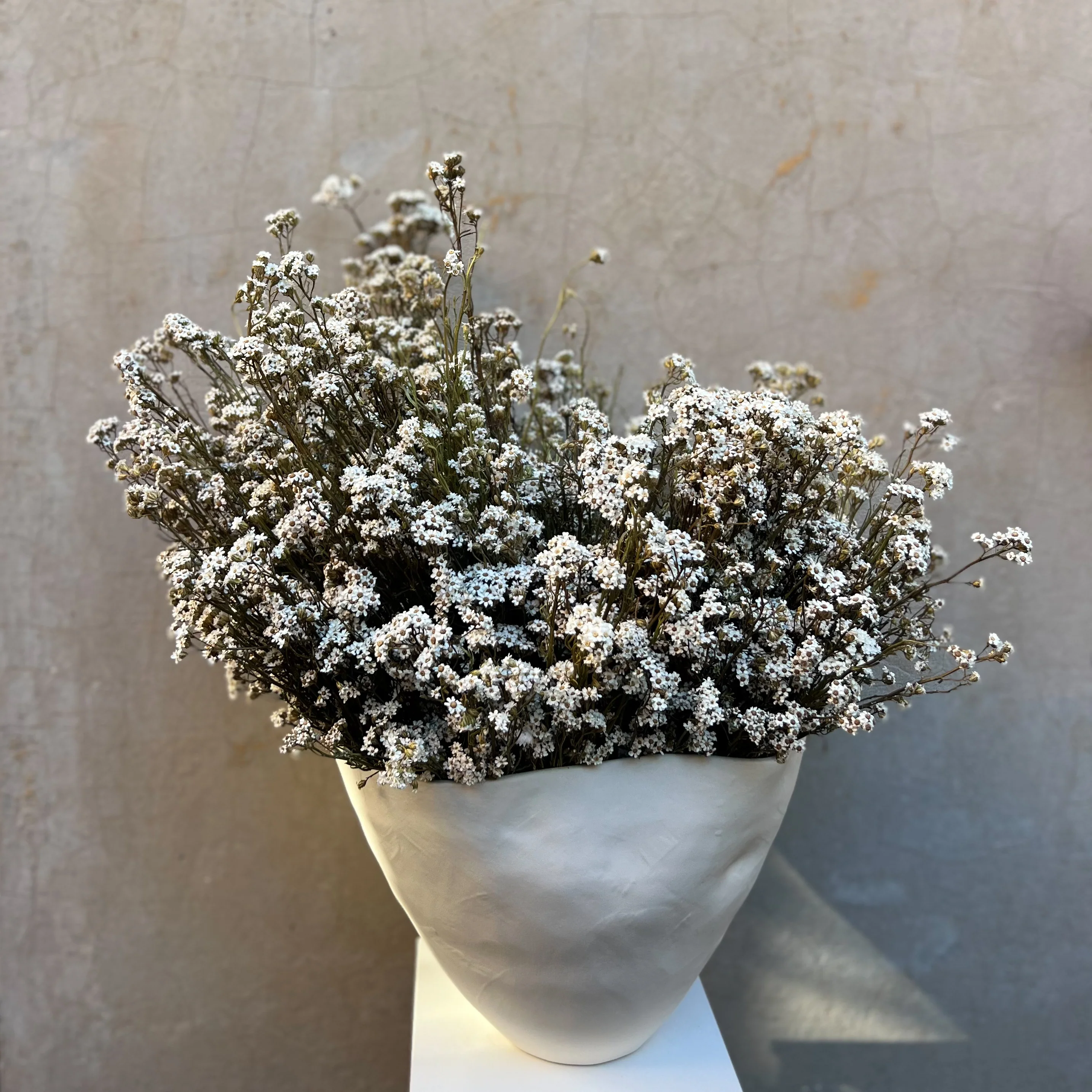 RUBY DRIED MOUNTAIN DAISIES ARRANGEMENT IN ROSITA BOWL - Image 2