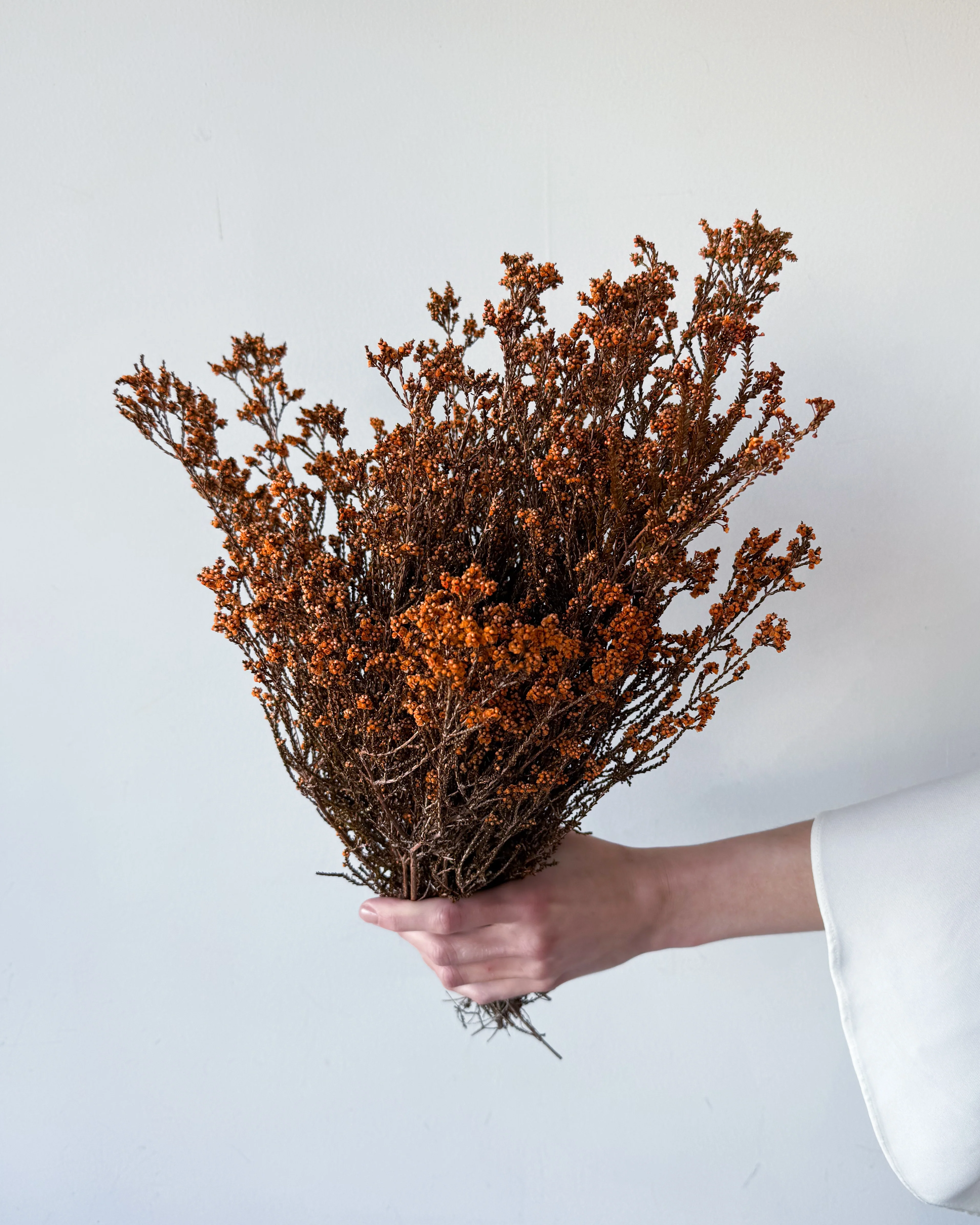 DRIED SCHOLTZIA | BURNT ORANGE - Image 2