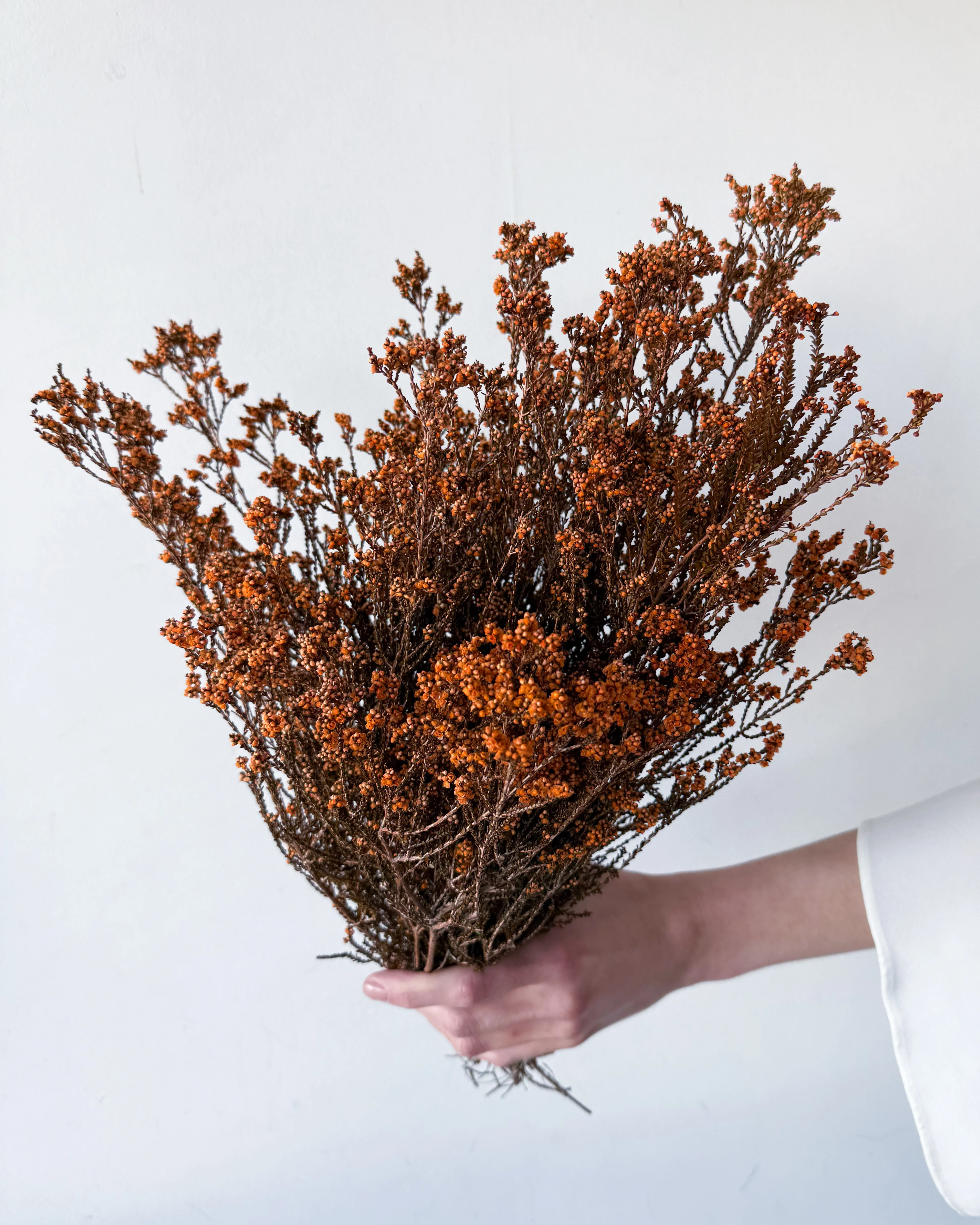 DRIED SCHOLTZIA | BURNT ORANGE - Image 3