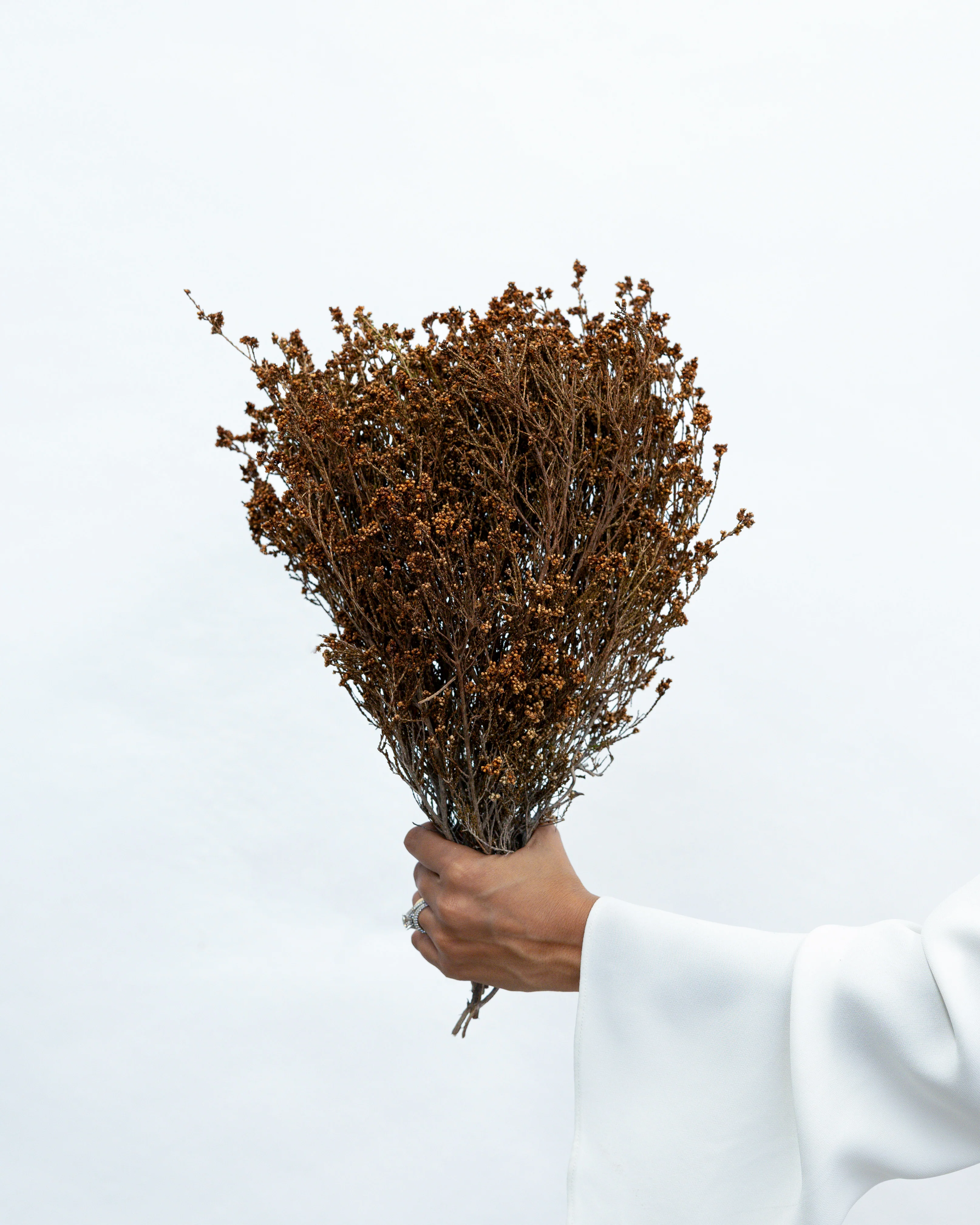 DRIED SCHOLTZIA | CHOCOLATE BROWN
