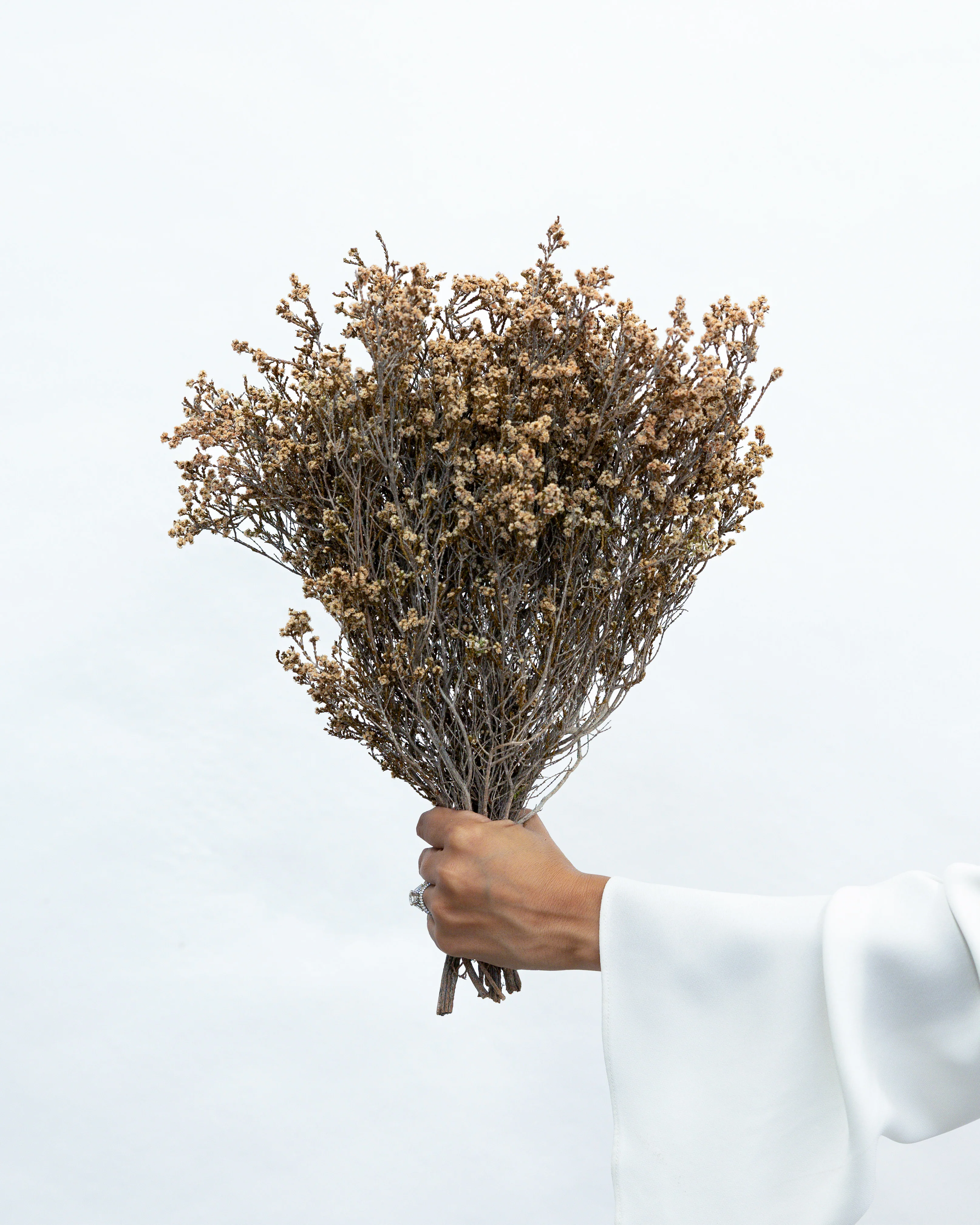 DRIED SCHOLTZIA | NATURAL