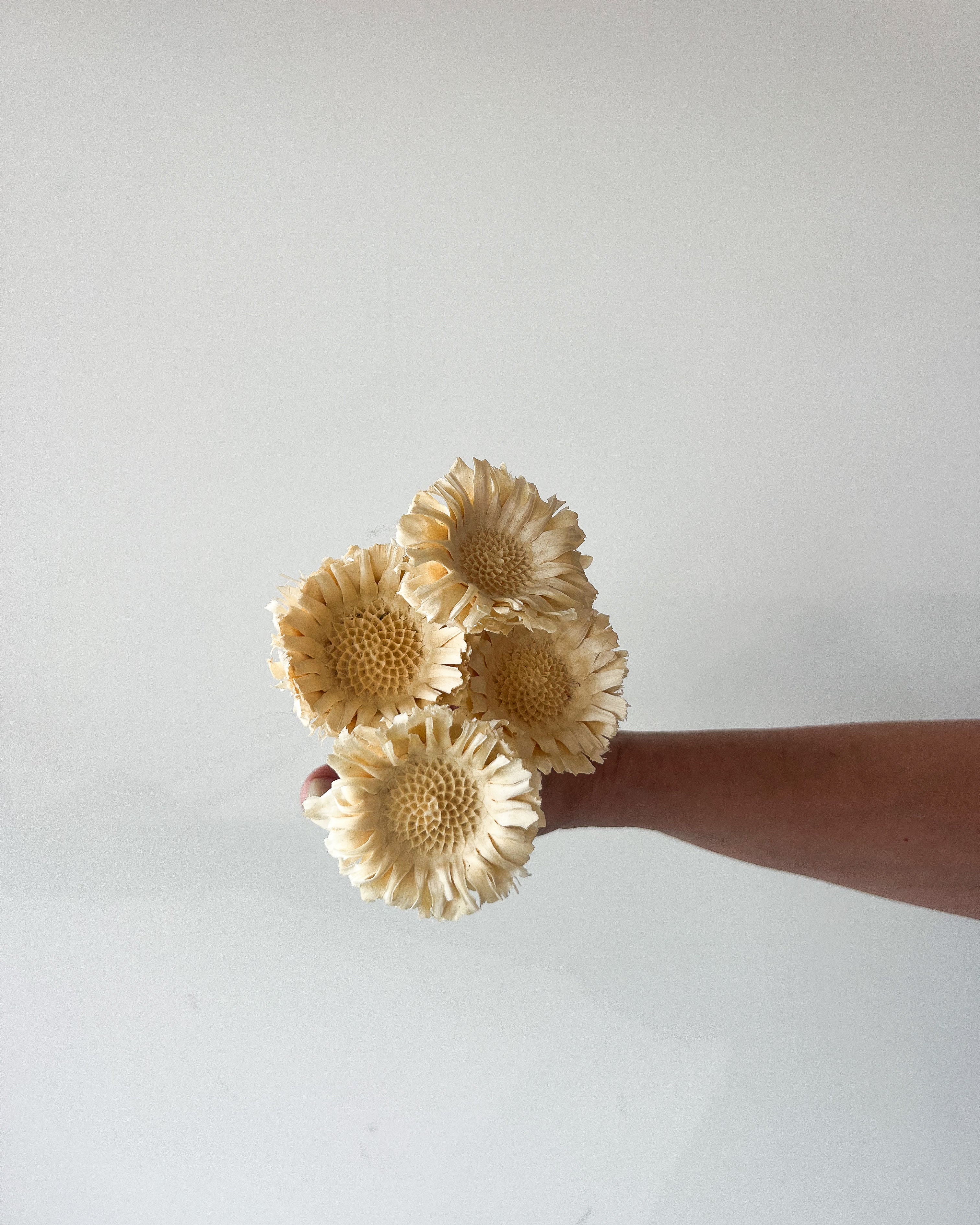 DRIED SUNFLOWER STEM
