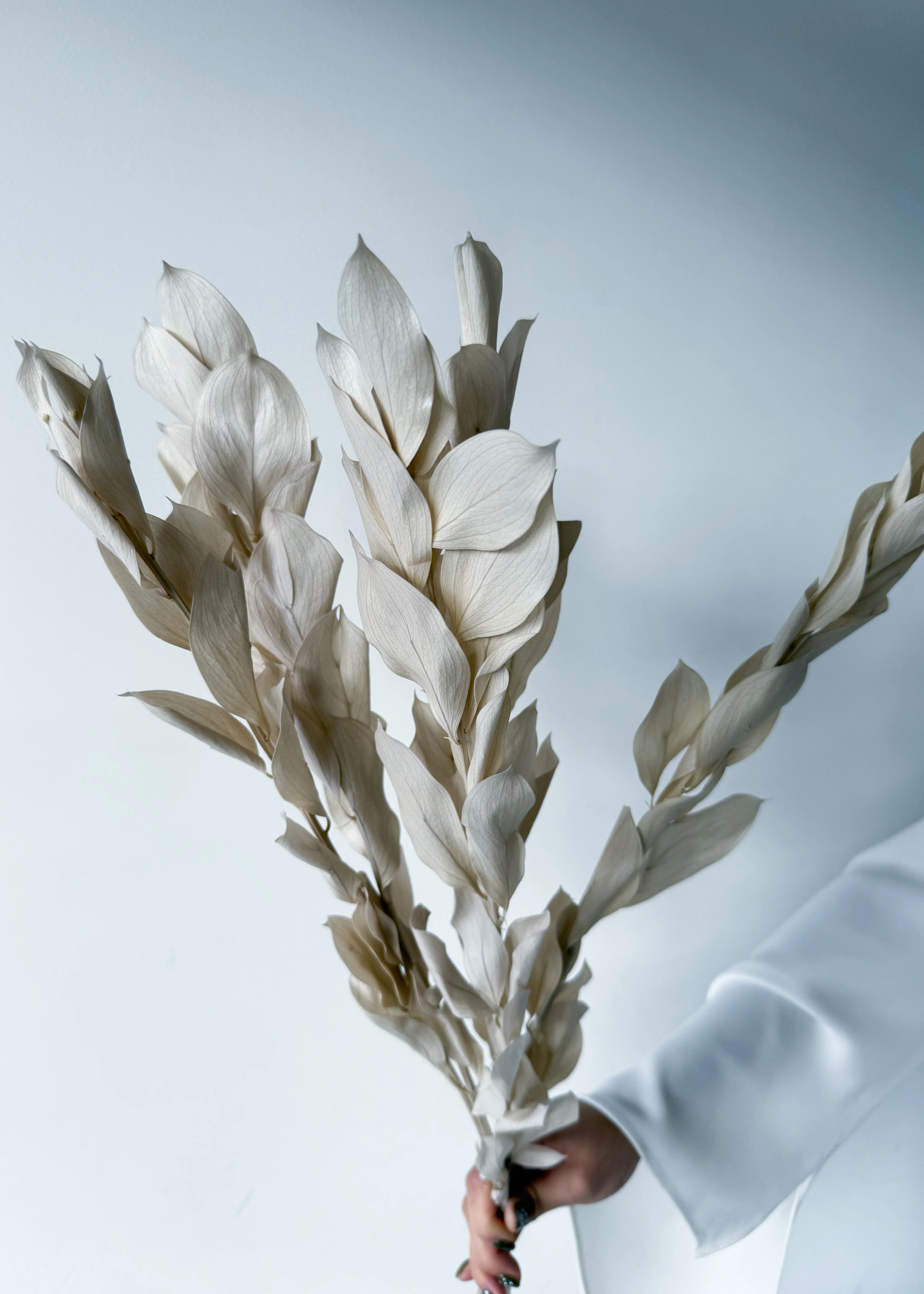 ISRAEILI RUSCUS | BEIGE - Image 2