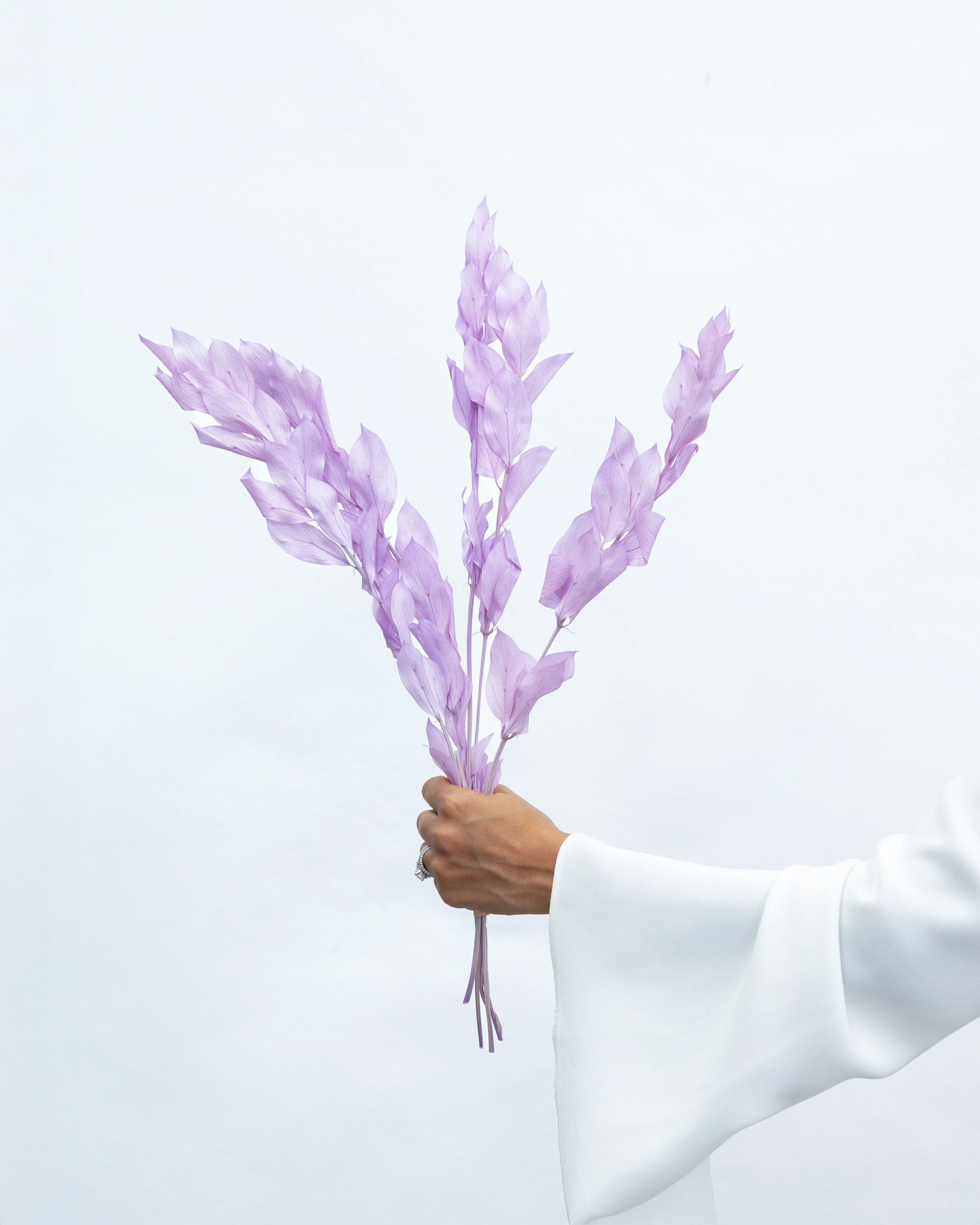ISRAEILI RUSCUS | LAVENDER