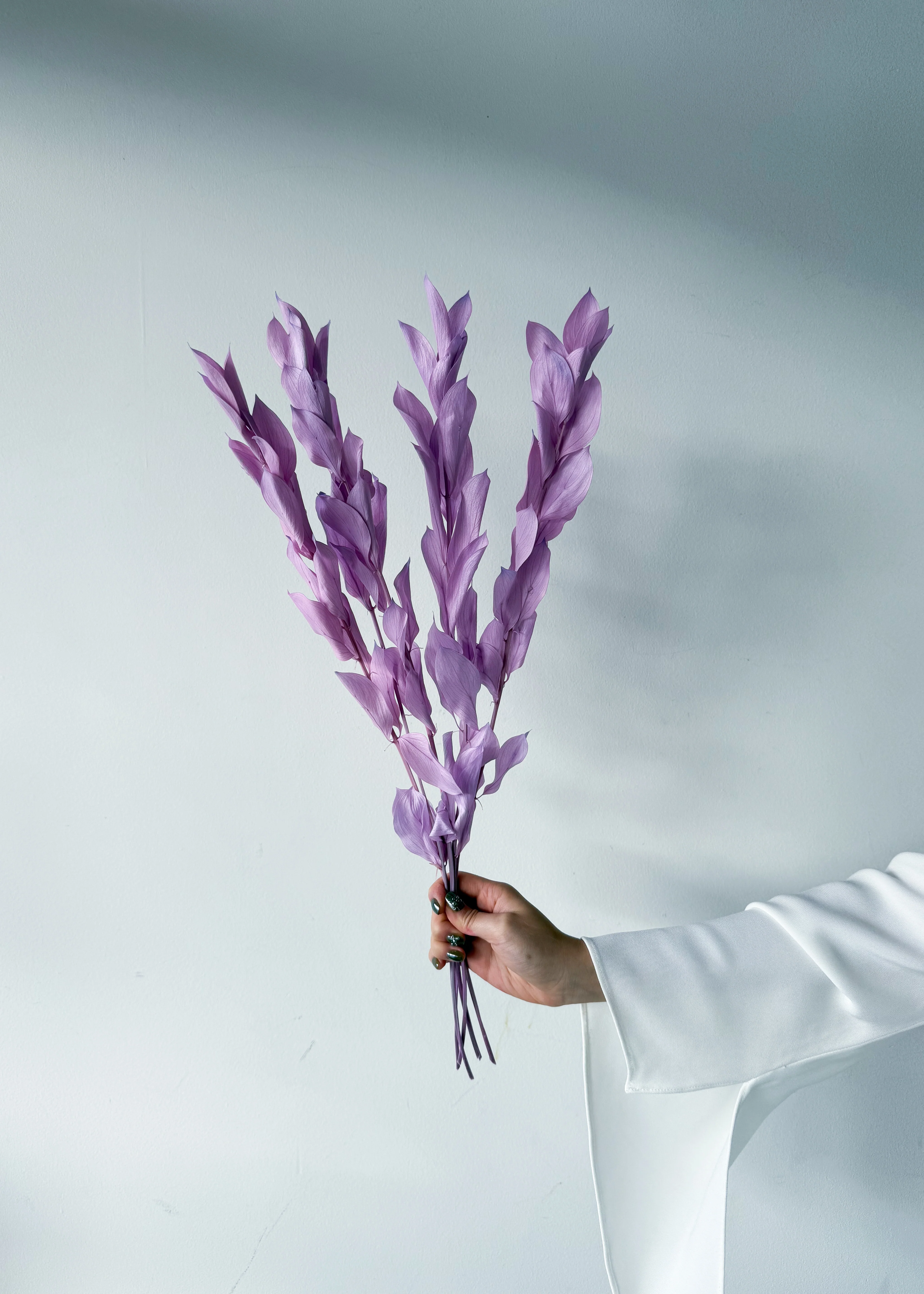 ISRAEILI RUSCUS | LAVENDER - Image 3