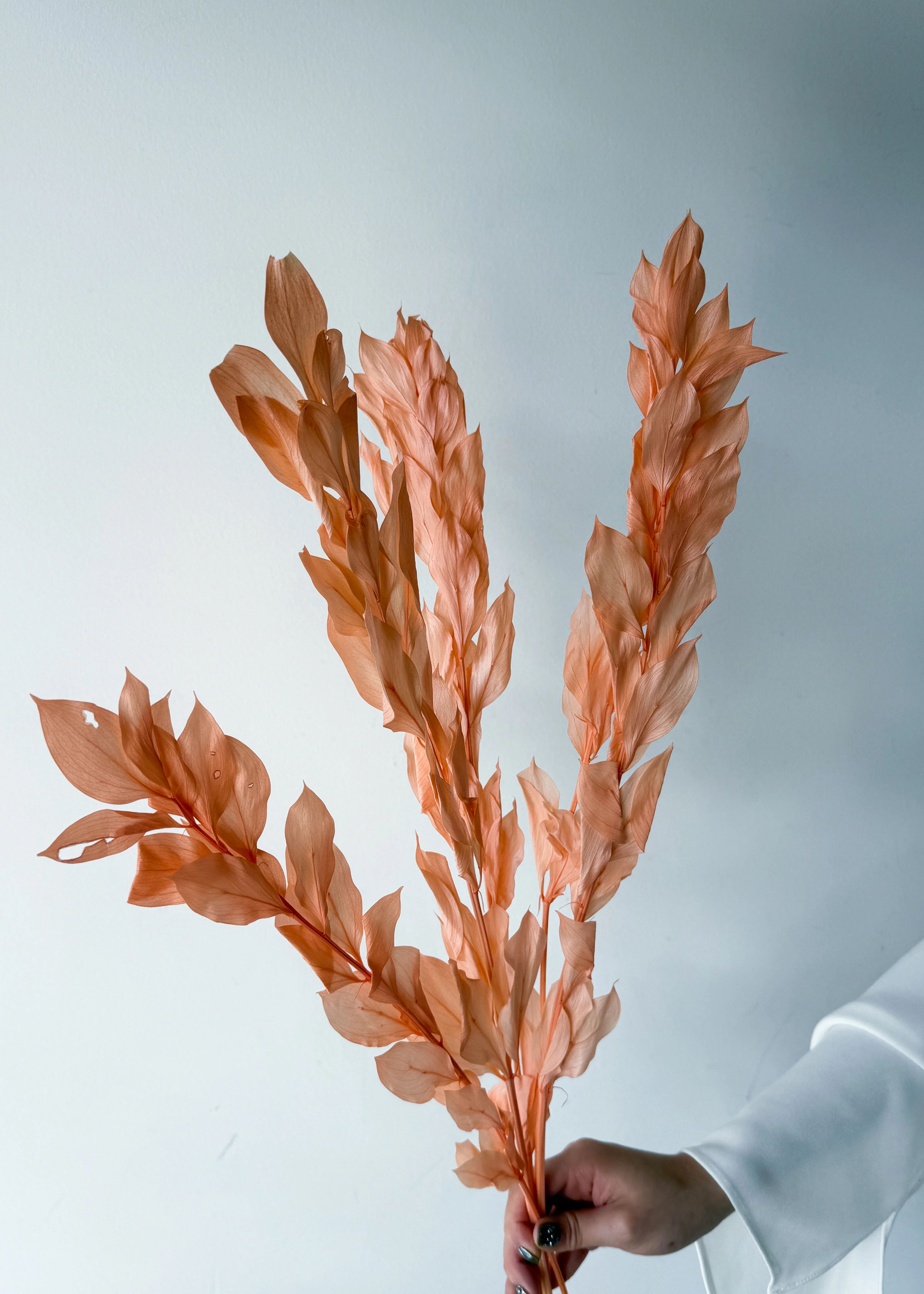 ISRAEILI RUSCUS | CORAL - Image 2