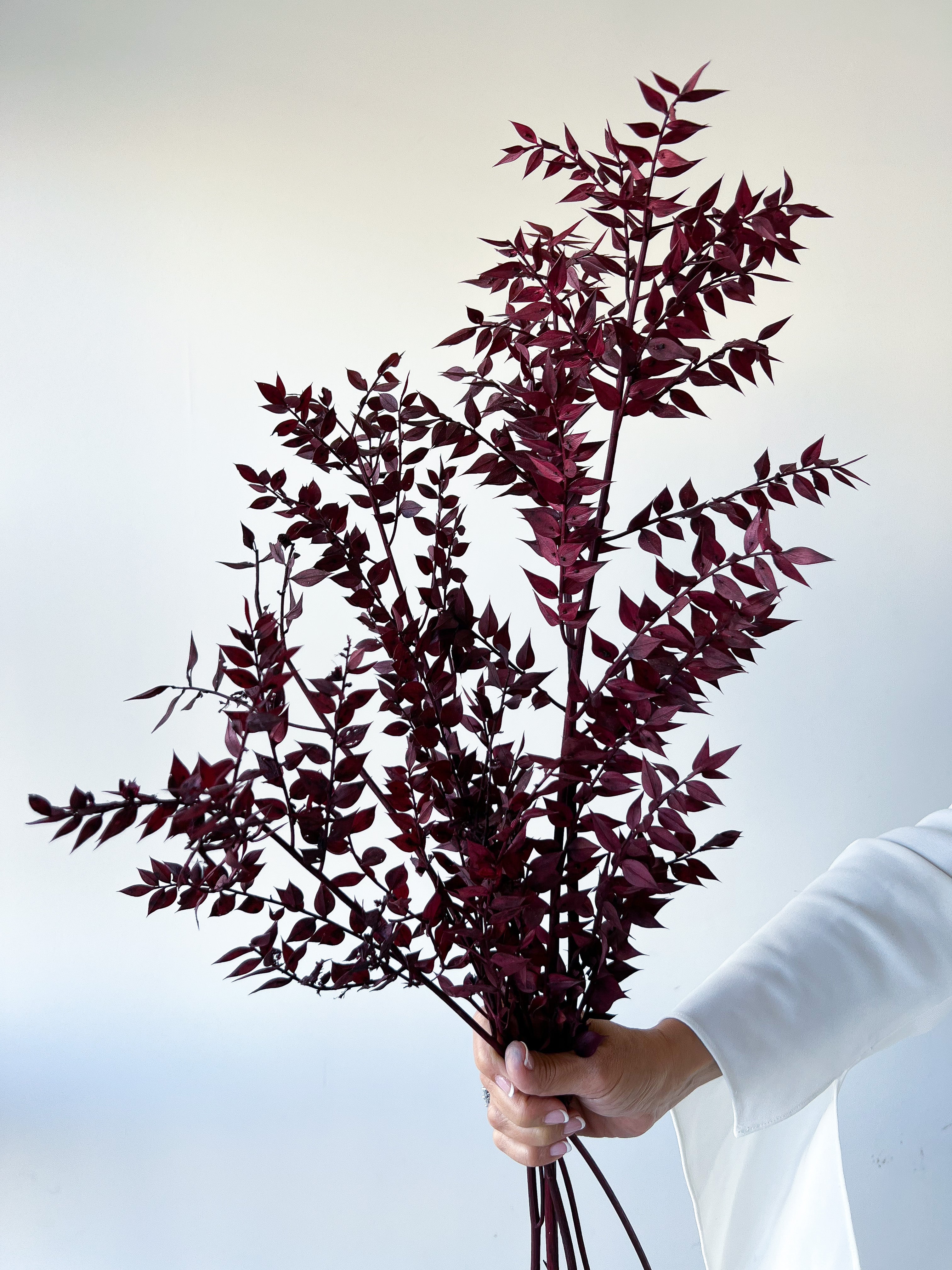PRESERVED ITALIAN RUSCUS | DEEP BURGUNDY - Image 4