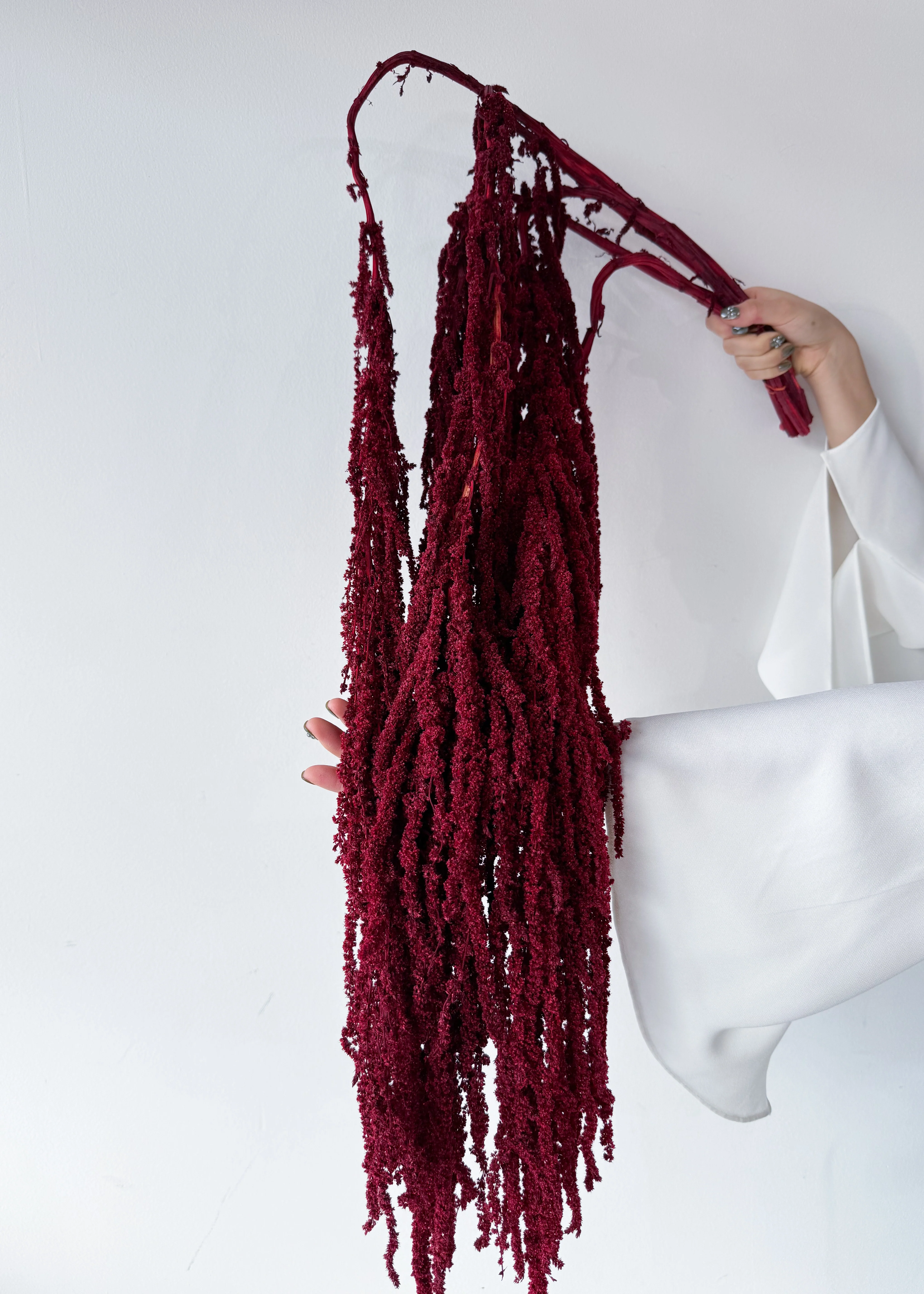 PRESERVED AMARANTHUS | WINE RED - Image 4