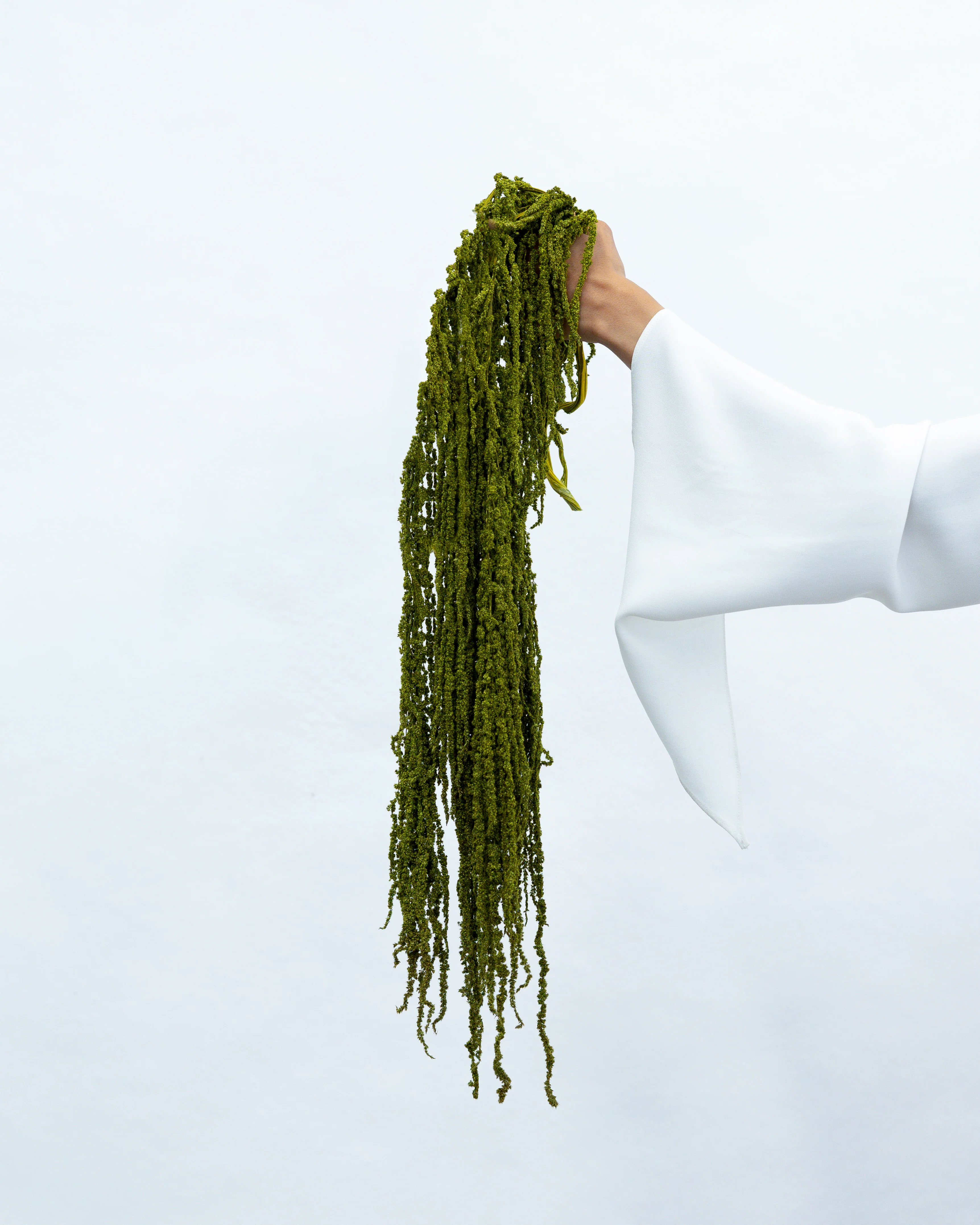 PRESERVED AMARANTHUS | OLIVE GREEN
