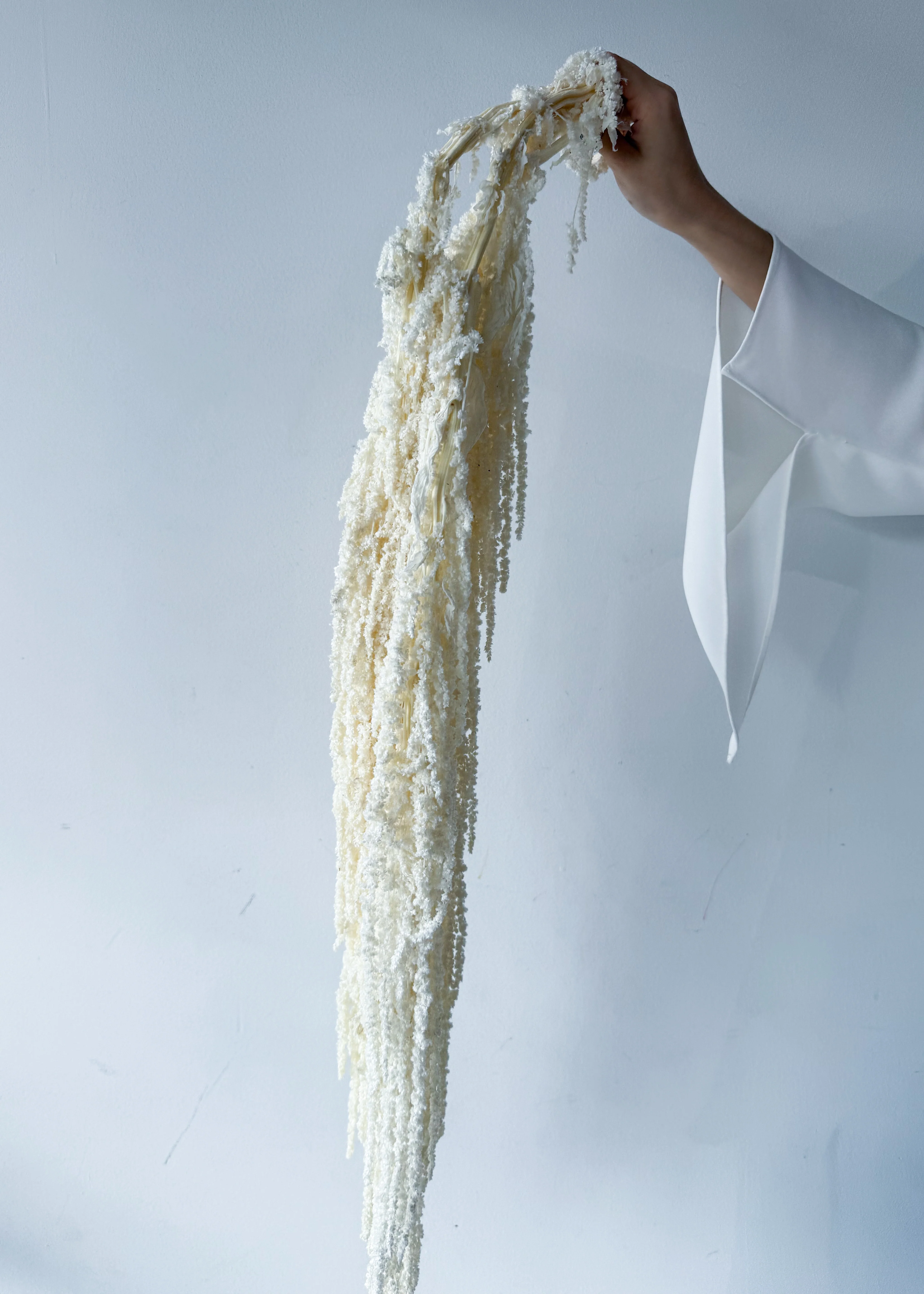 PRESERVED AMARANTHUS | IVORY WHITE - Image 2