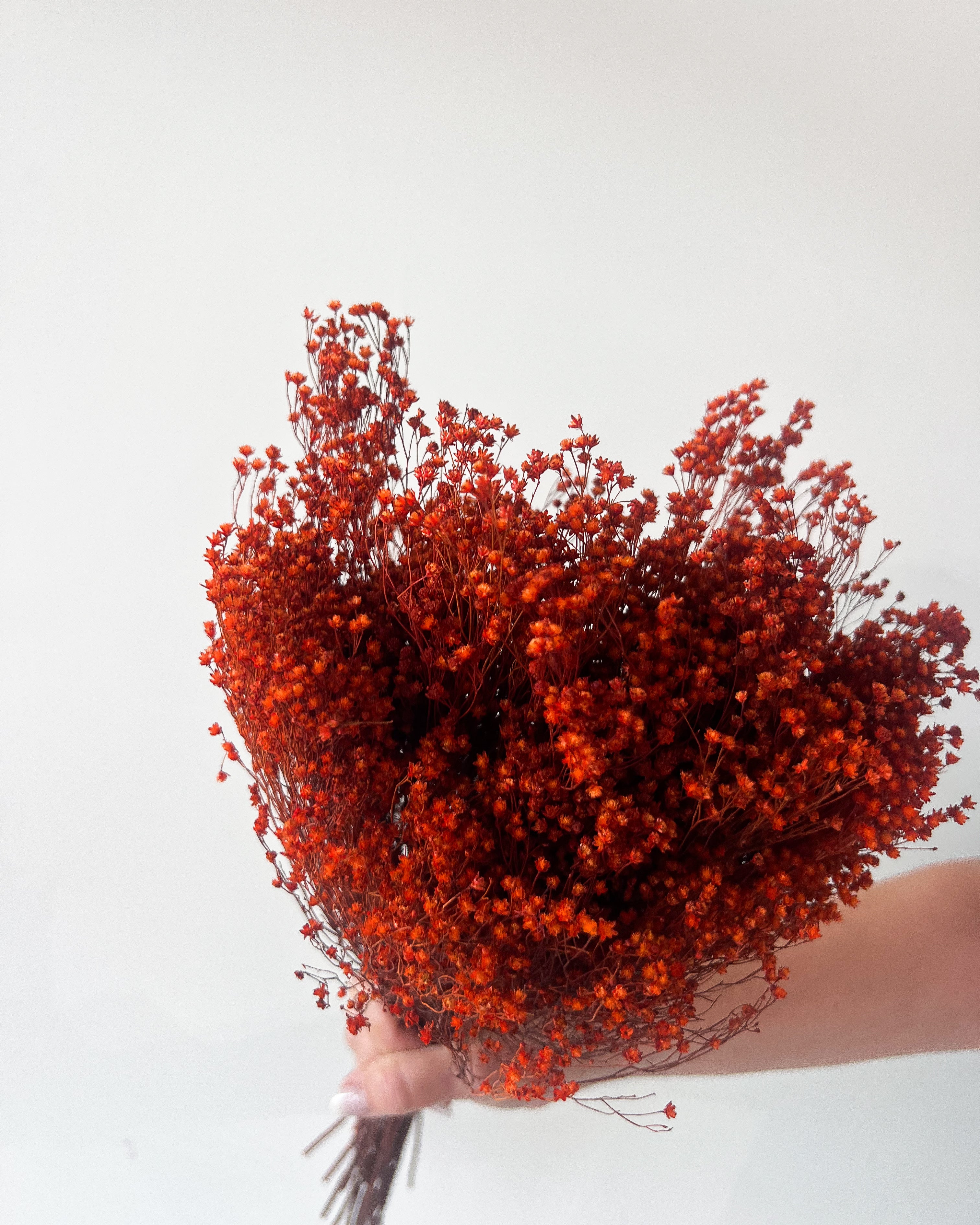 PRESERVED BABY'S BREATH | BURNT ORANGE - Image 2