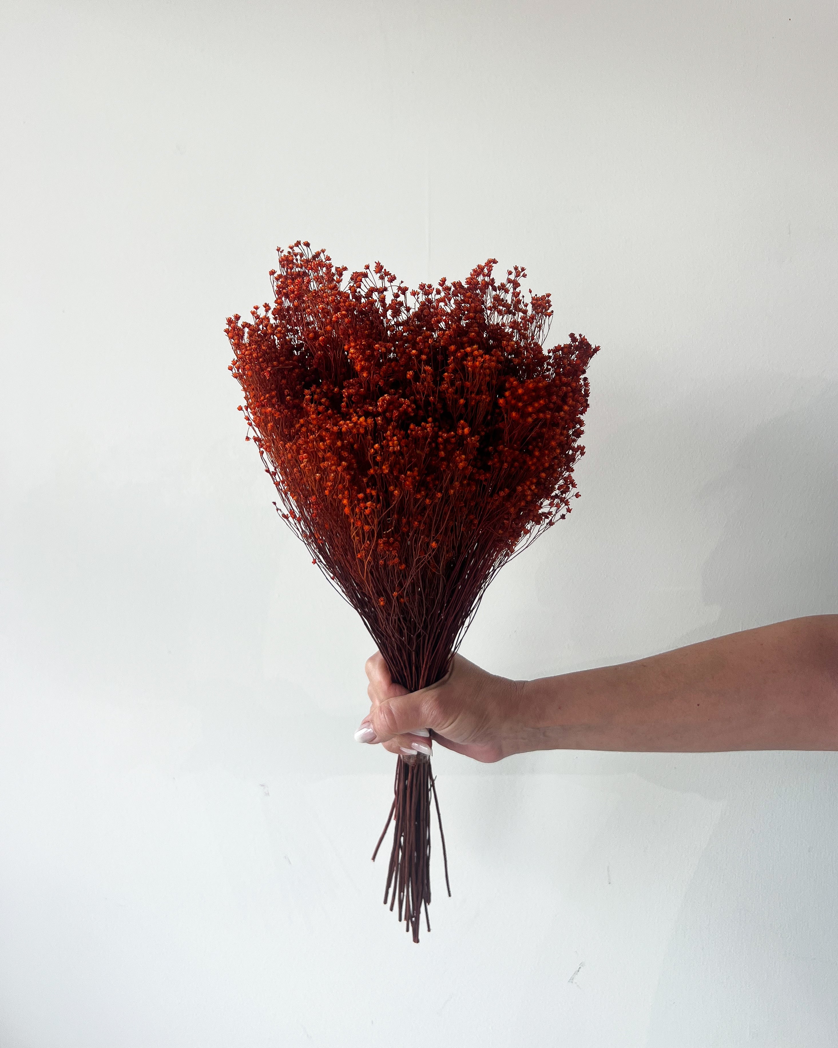 PRESERVED BABY'S BREATH | BURNT ORANGE - Image 3