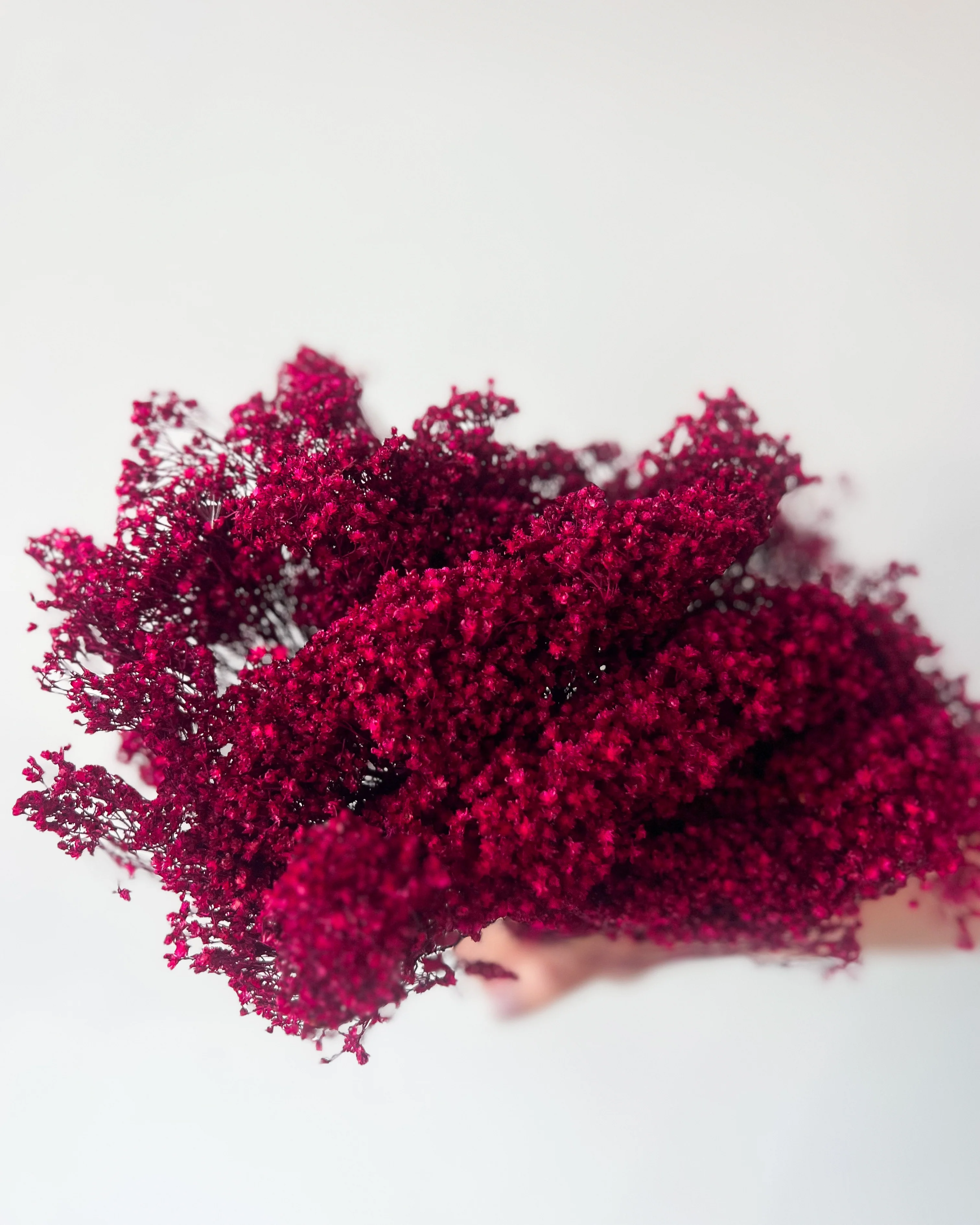 PRESERVED BABY'S BREATH | DEEP FUCHSIA