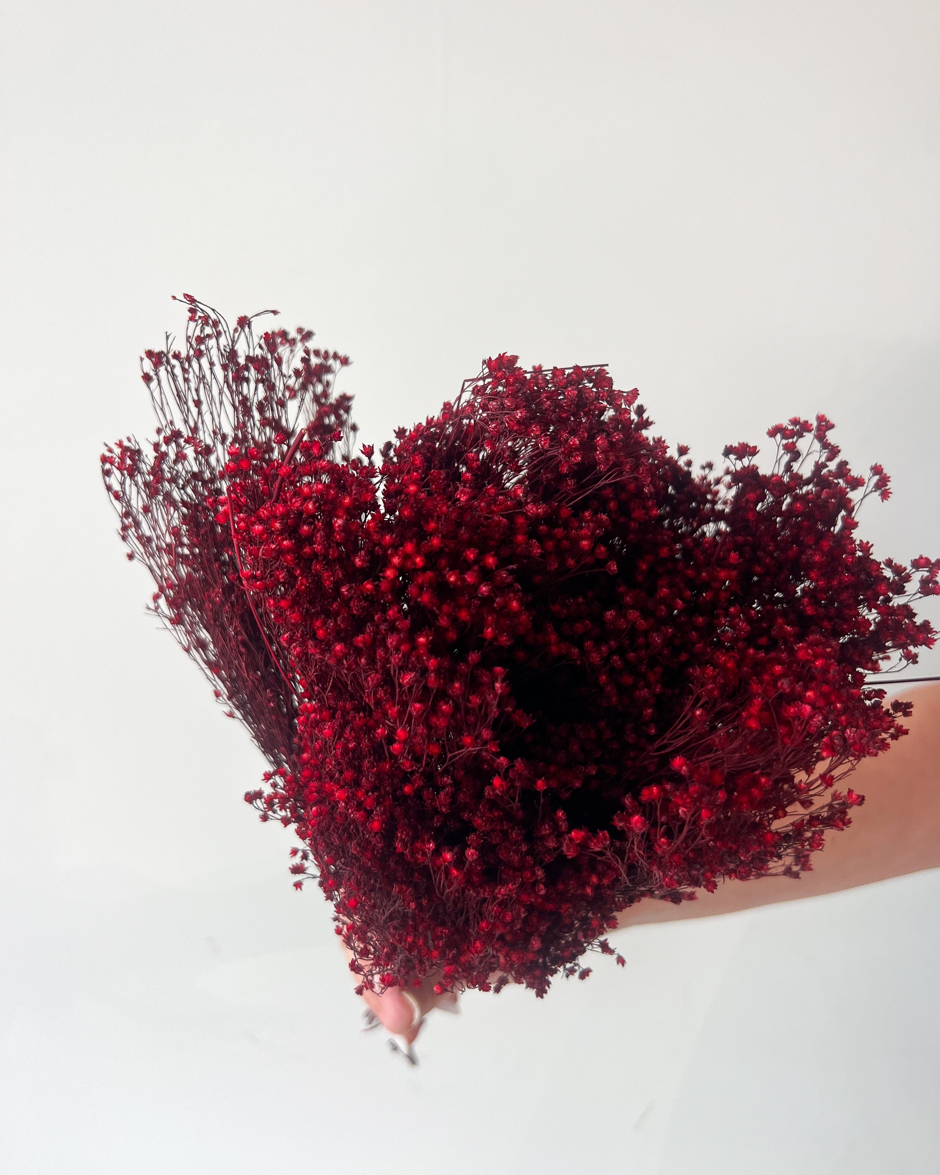 PRESERVED BABY'S BREATH | DEEP MARONE - Image 2