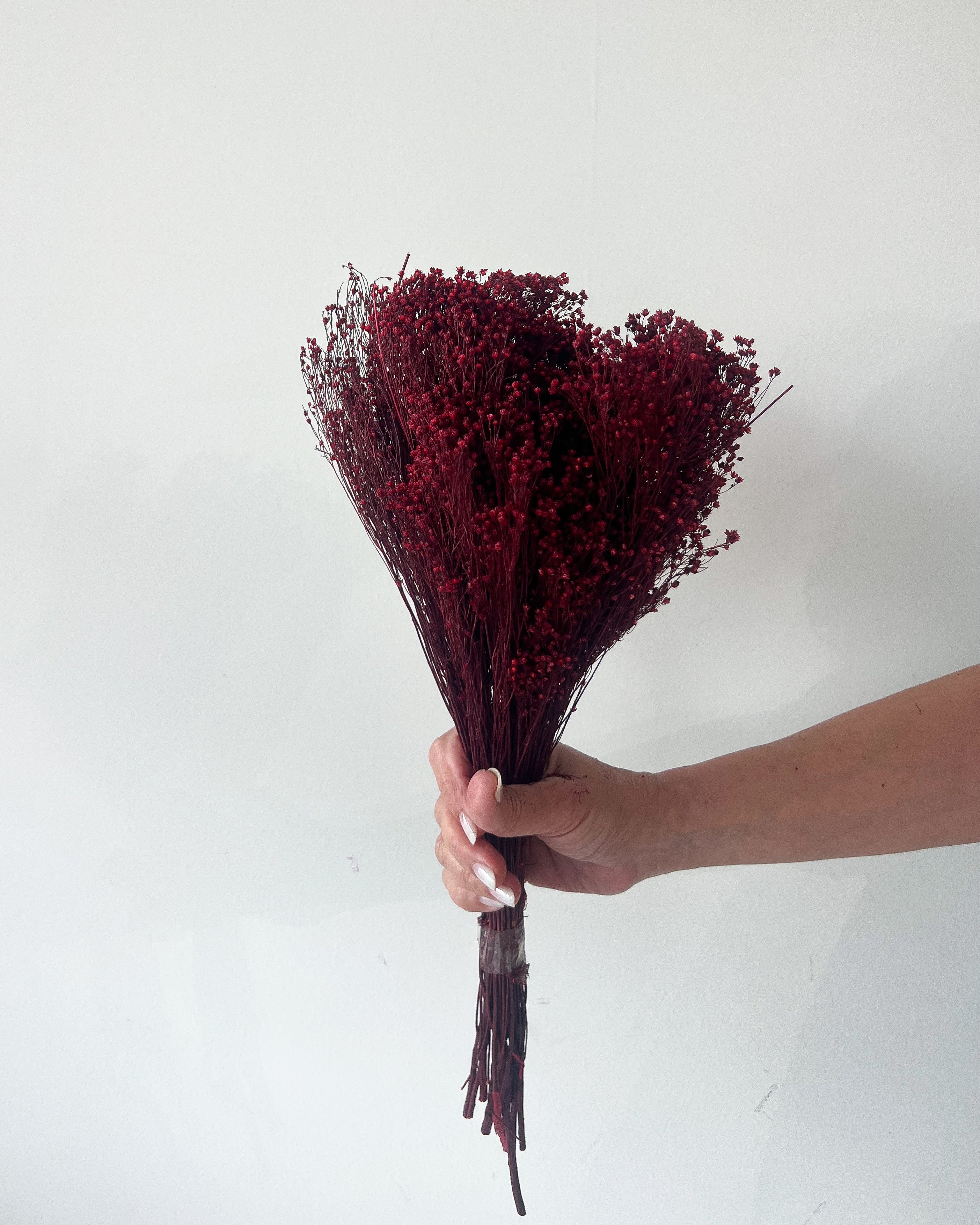 PRESERVED BABY'S BREATH | DEEP MARONE - Image 3