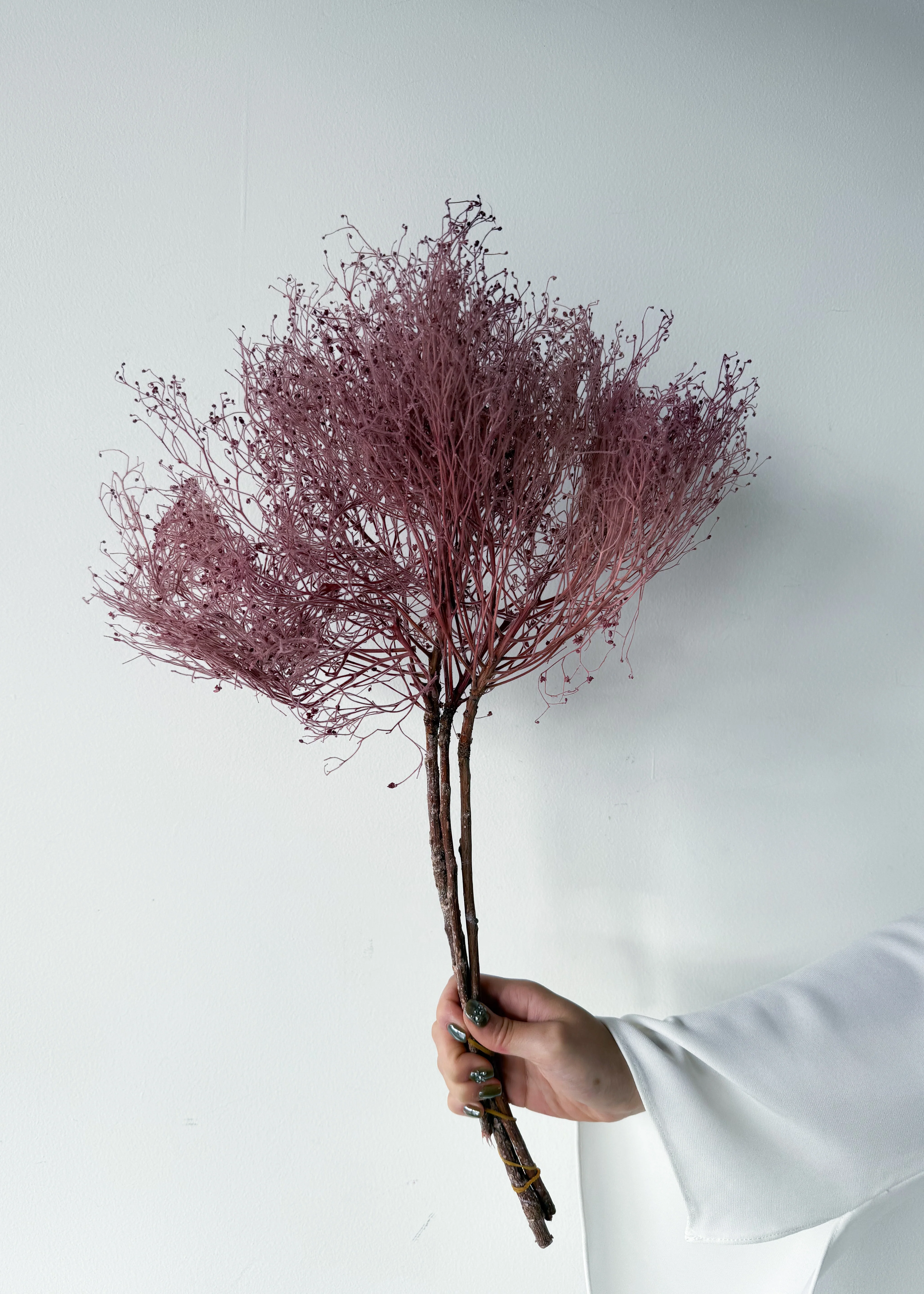 PRESERVED DREAM GRASS | LIGHT MARONE