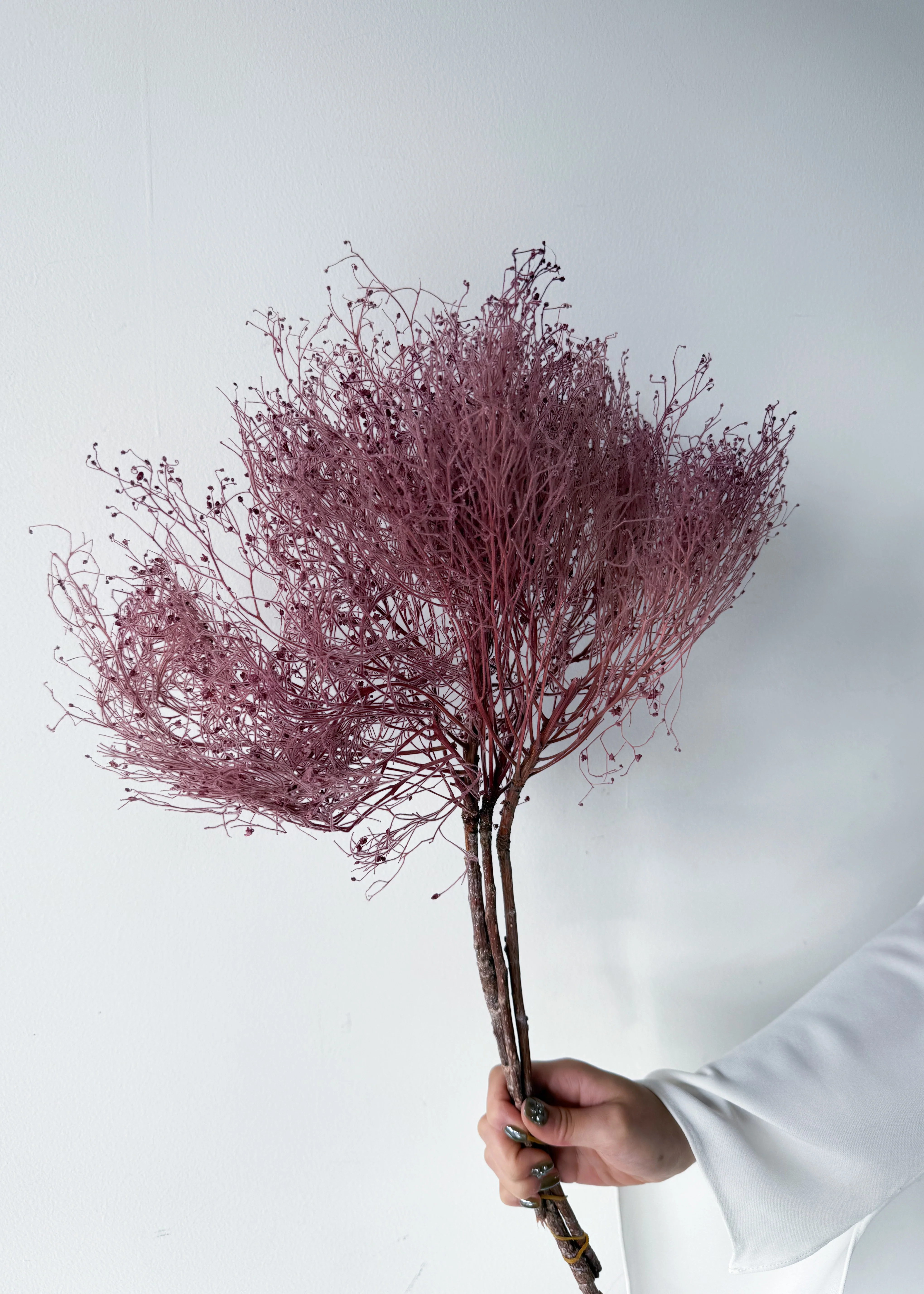 PRESERVED DREAM GRASS | LIGHT MARONE - Image 2