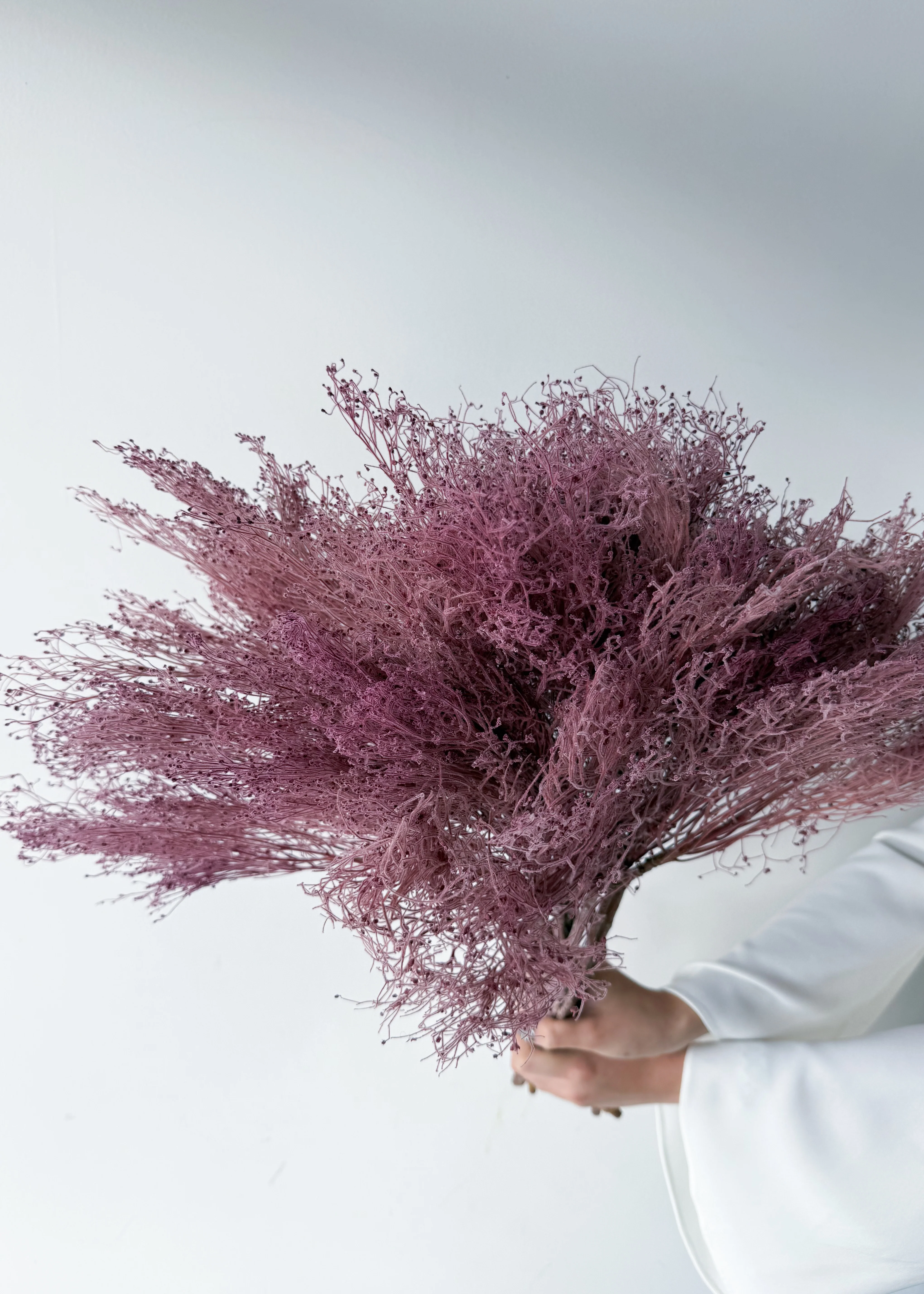 PRESERVED DREAM GRASS | LIGHT MARONE - Image 4
