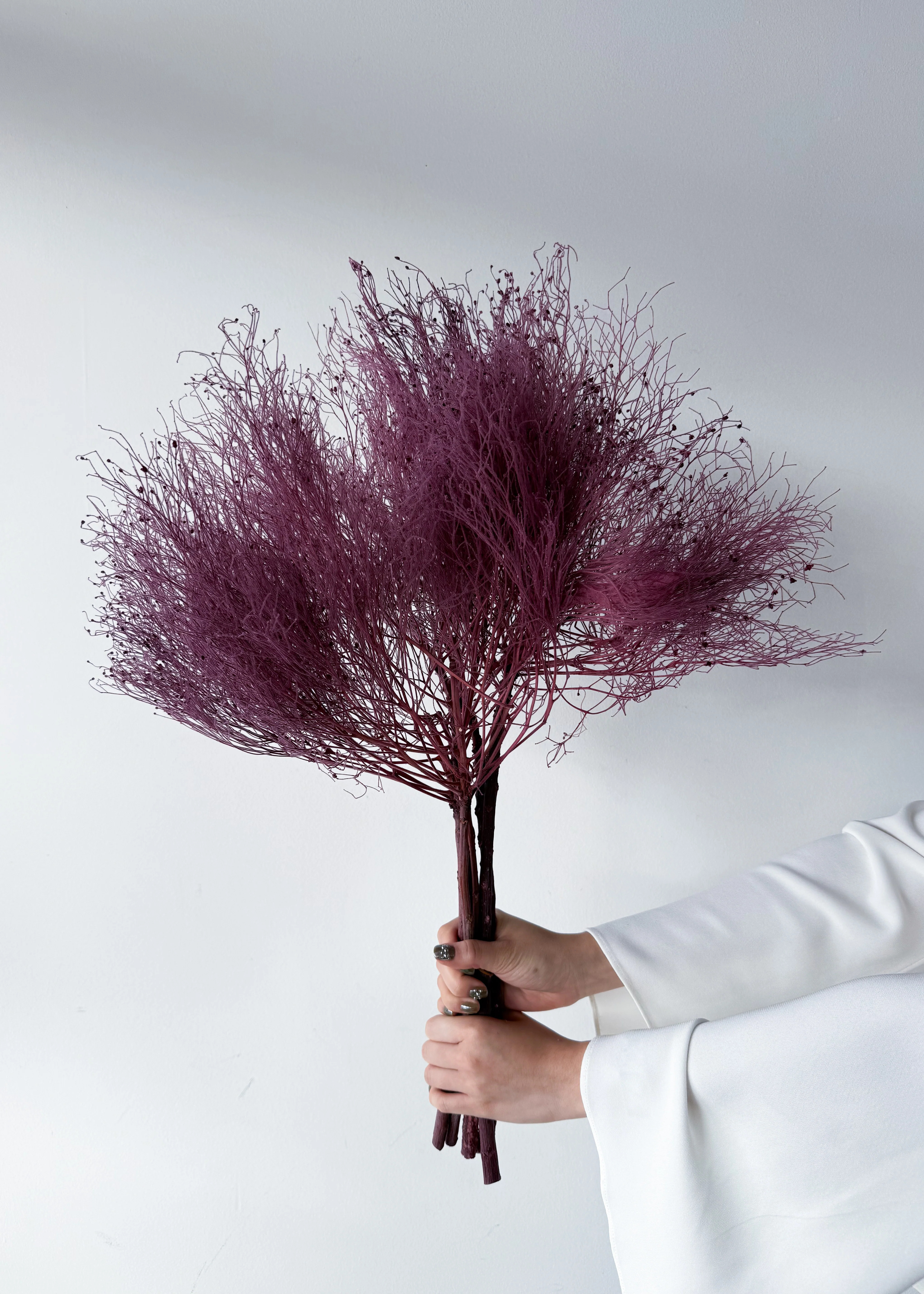 PRESERVED DREAM GRASS | DEEP MARONE - Image 2