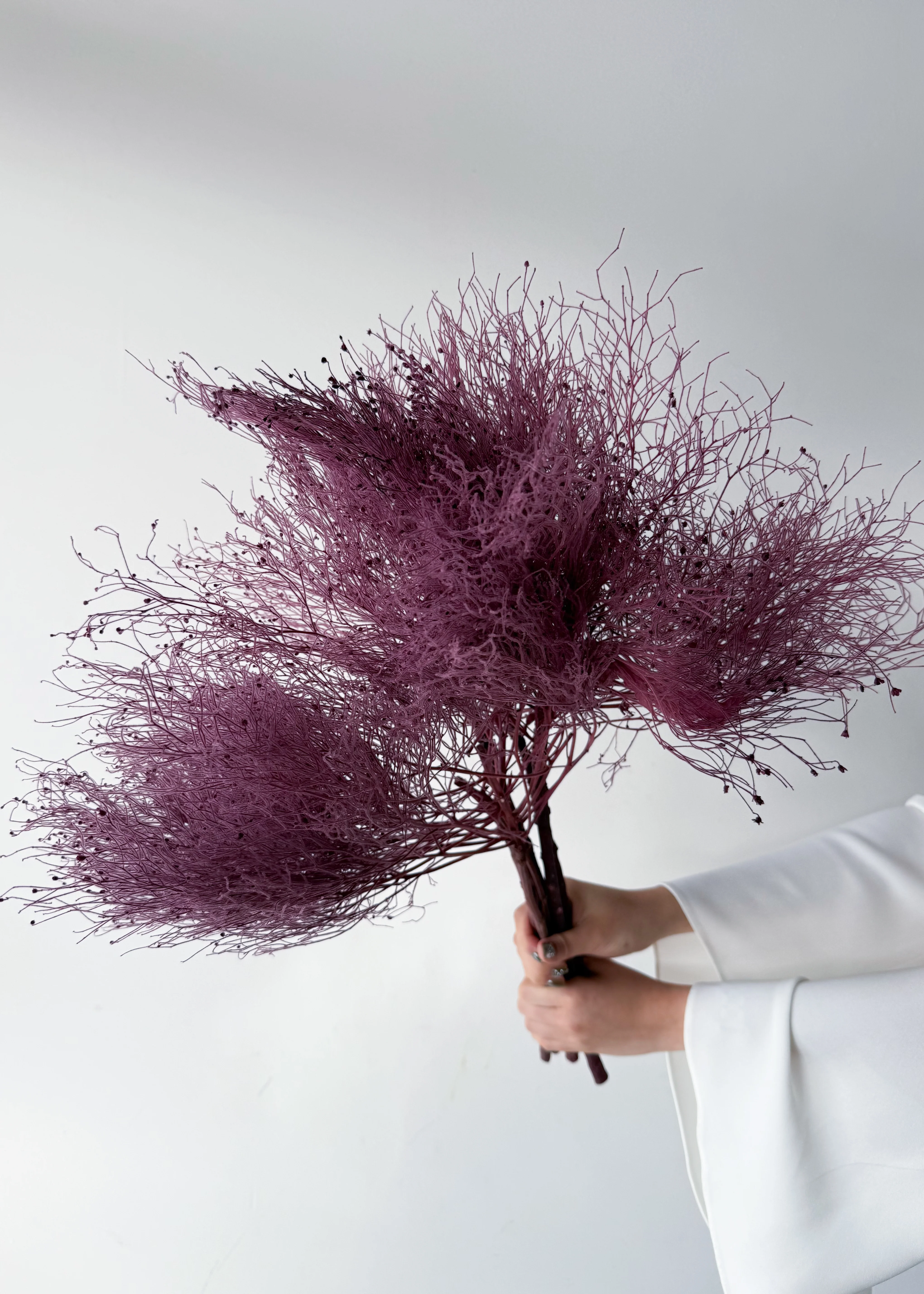 PRESERVED DREAM GRASS | DEEP MARONE - Image 3
