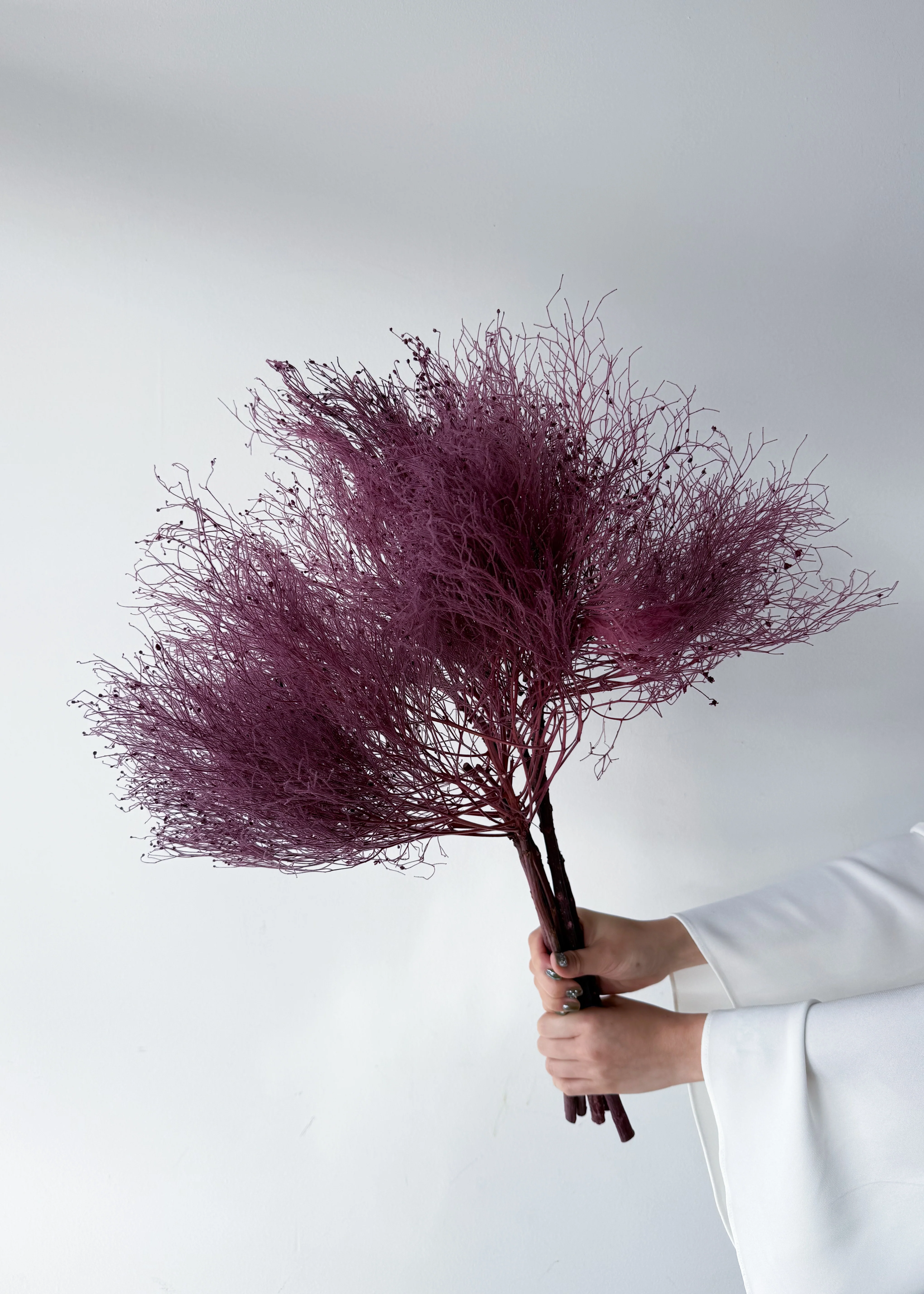 PRESERVED DREAM GRASS | DEEP MARONE - Image 4