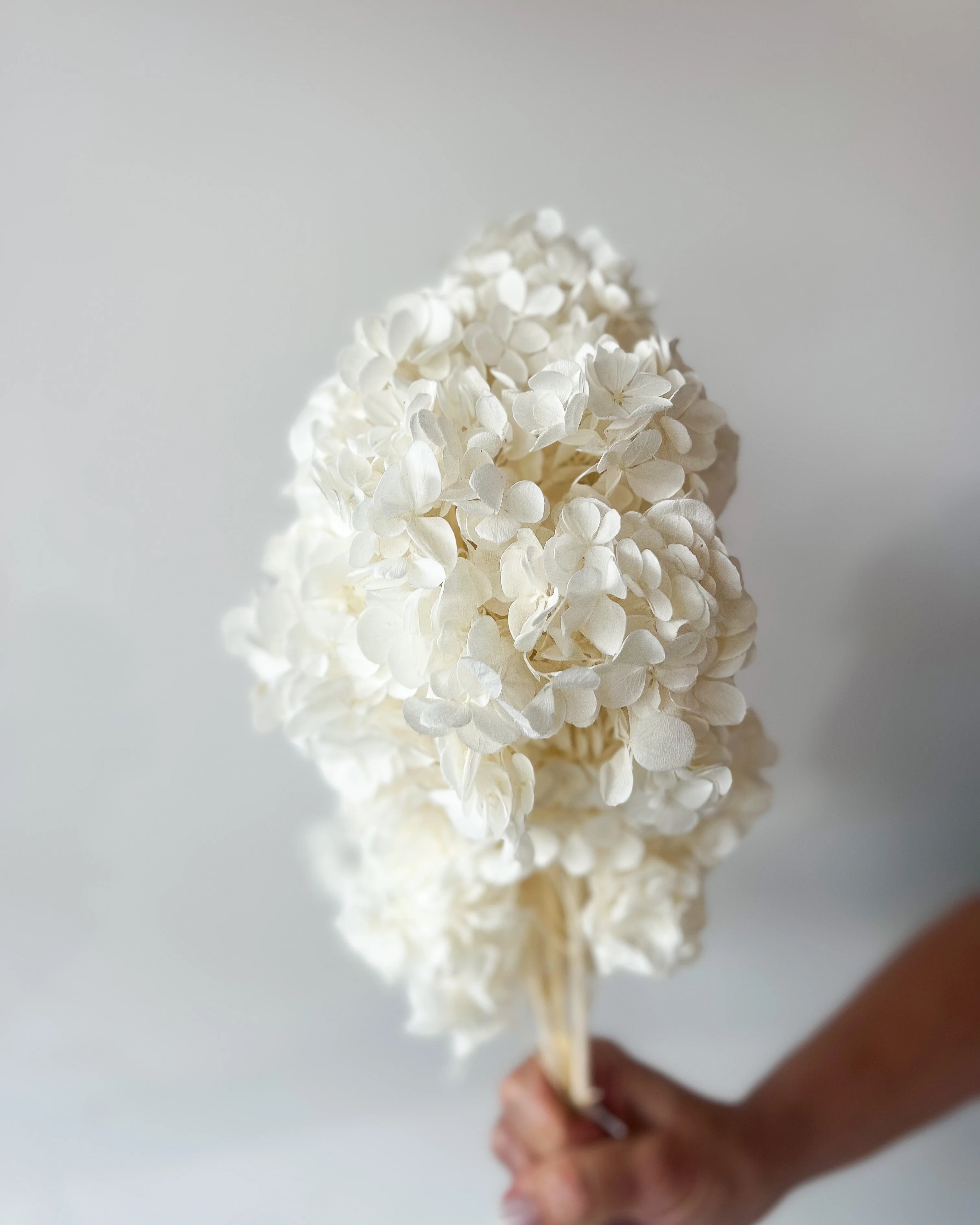 PRESERVED HYDRANGEA PANICULATA STEM I WHITE - Image 2