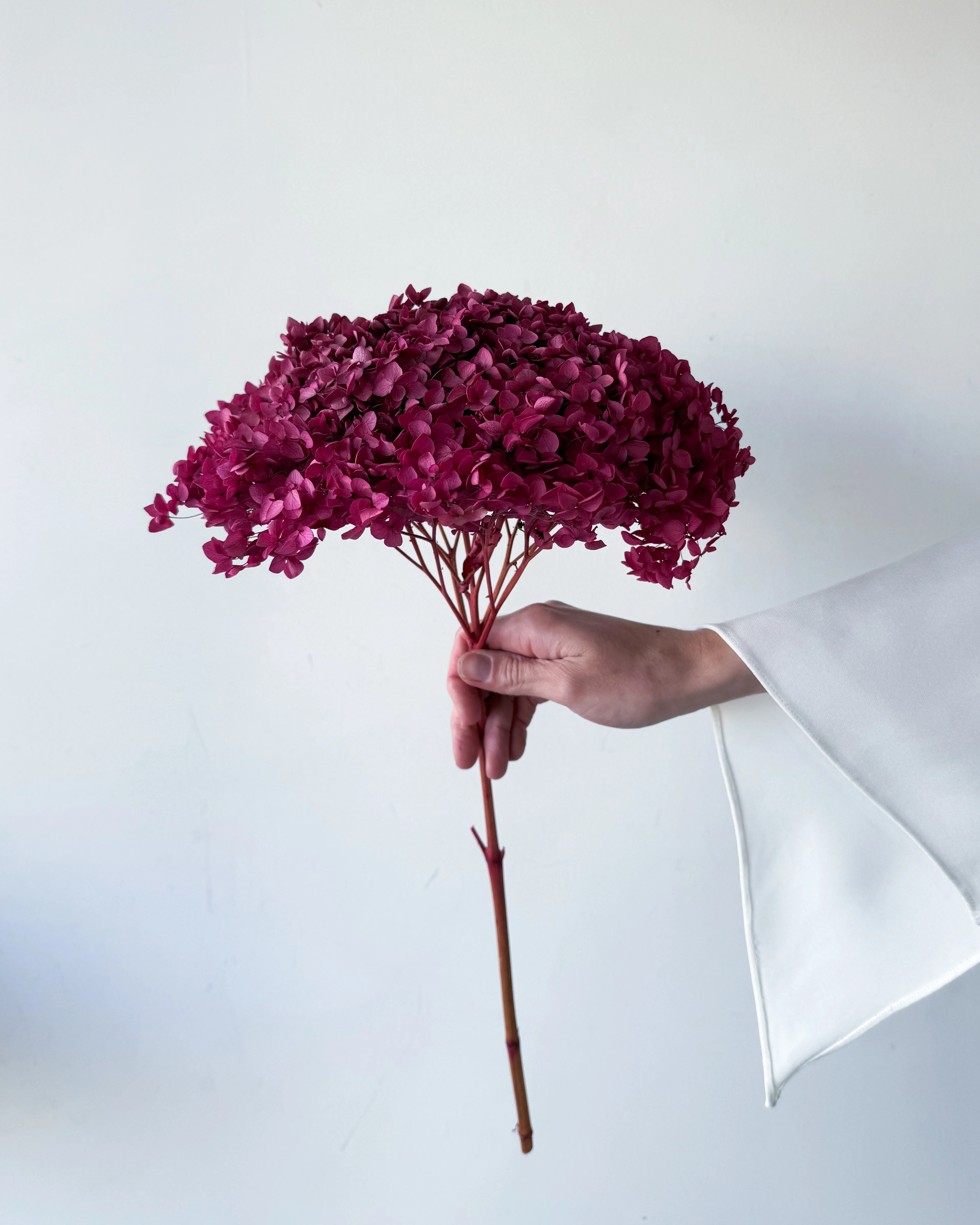 PRESERVED HYDRANGEA STEM I DEEP FUCHSIA I SMALL-LEAF - Image 2