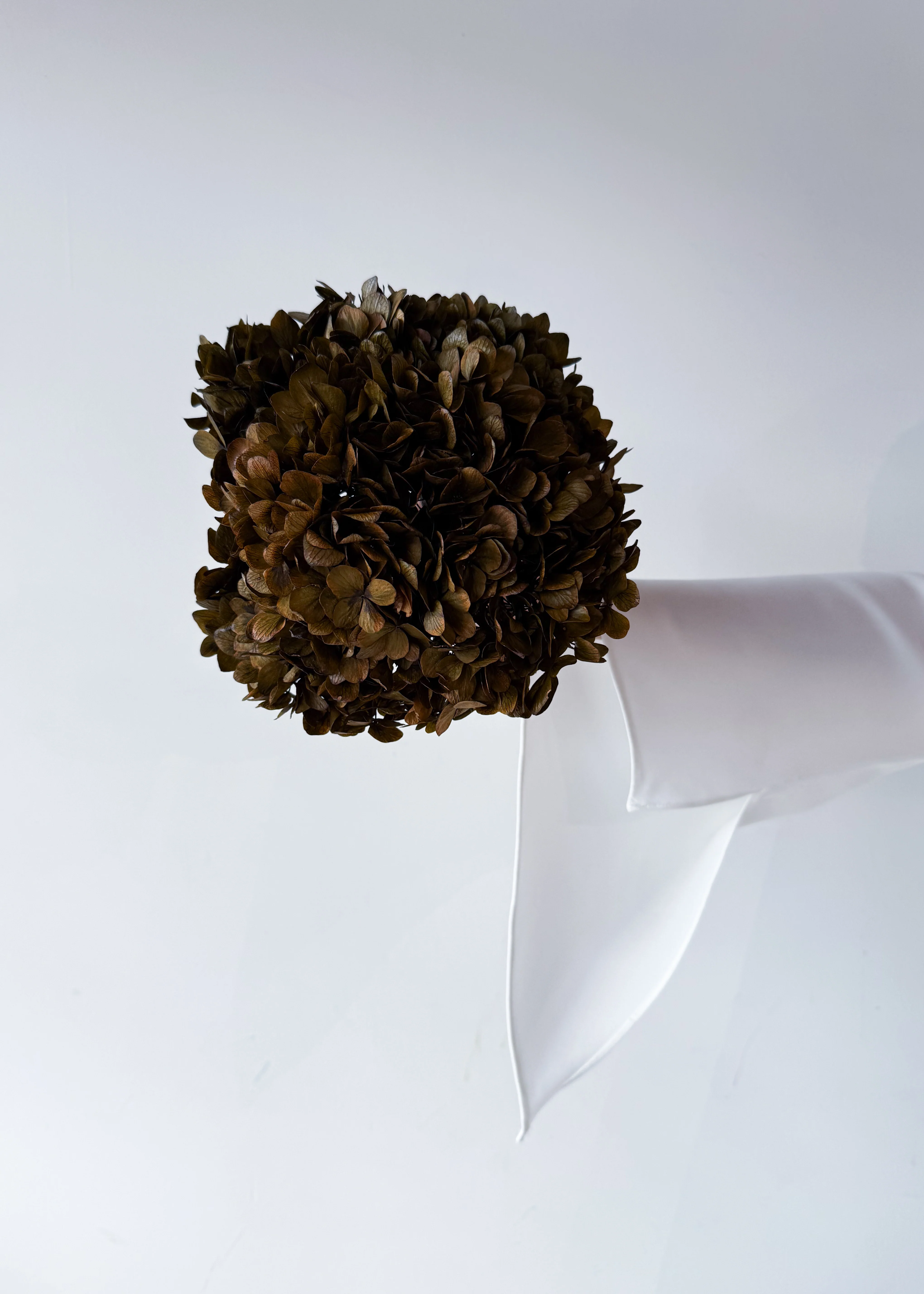 PRESERVED HYDRANGEA STEM I BRONZE I LARGE-LEAF