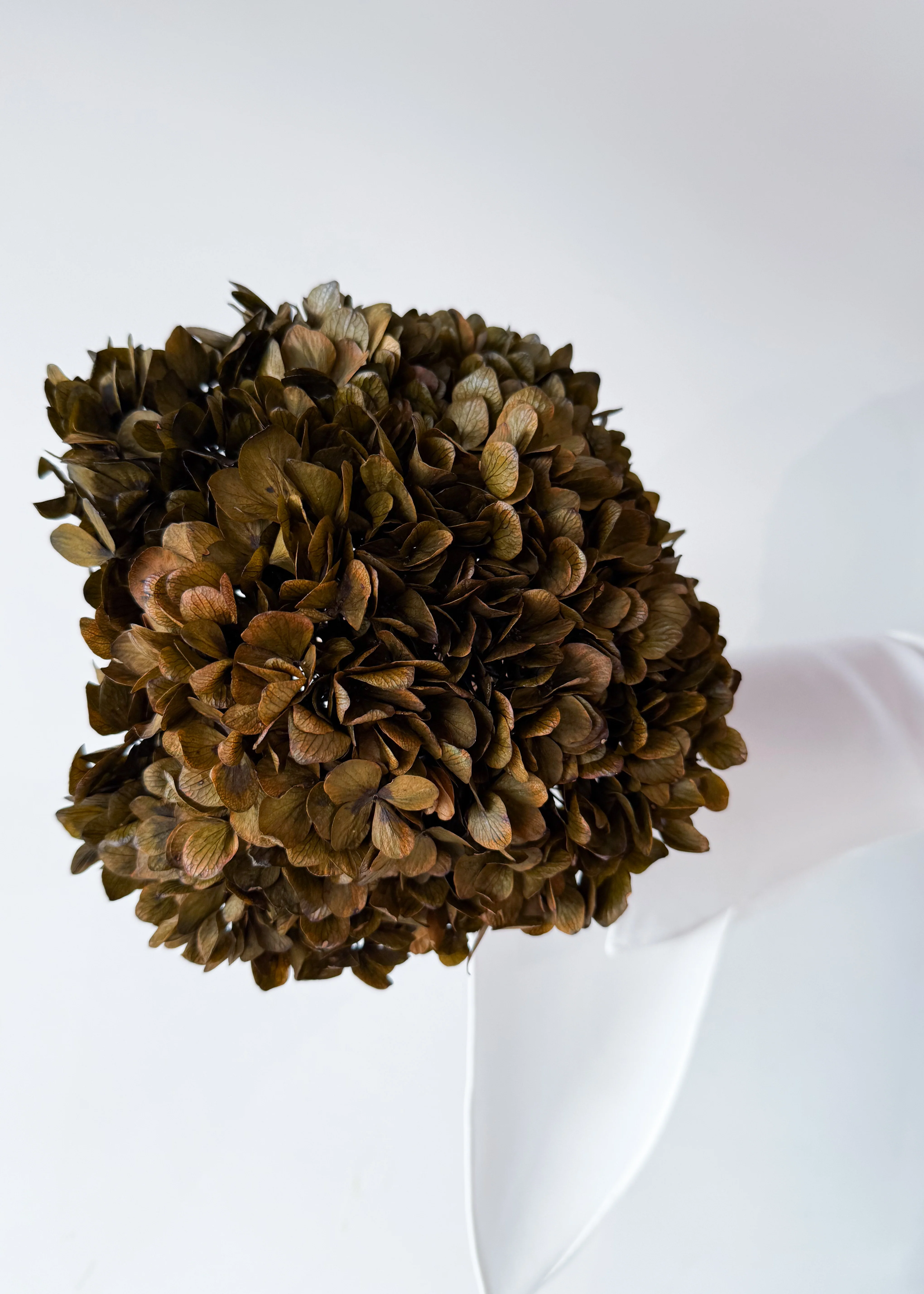 PRESERVED HYDRANGEA STEM I BRONZE I LARGE-LEAF - Image 2
