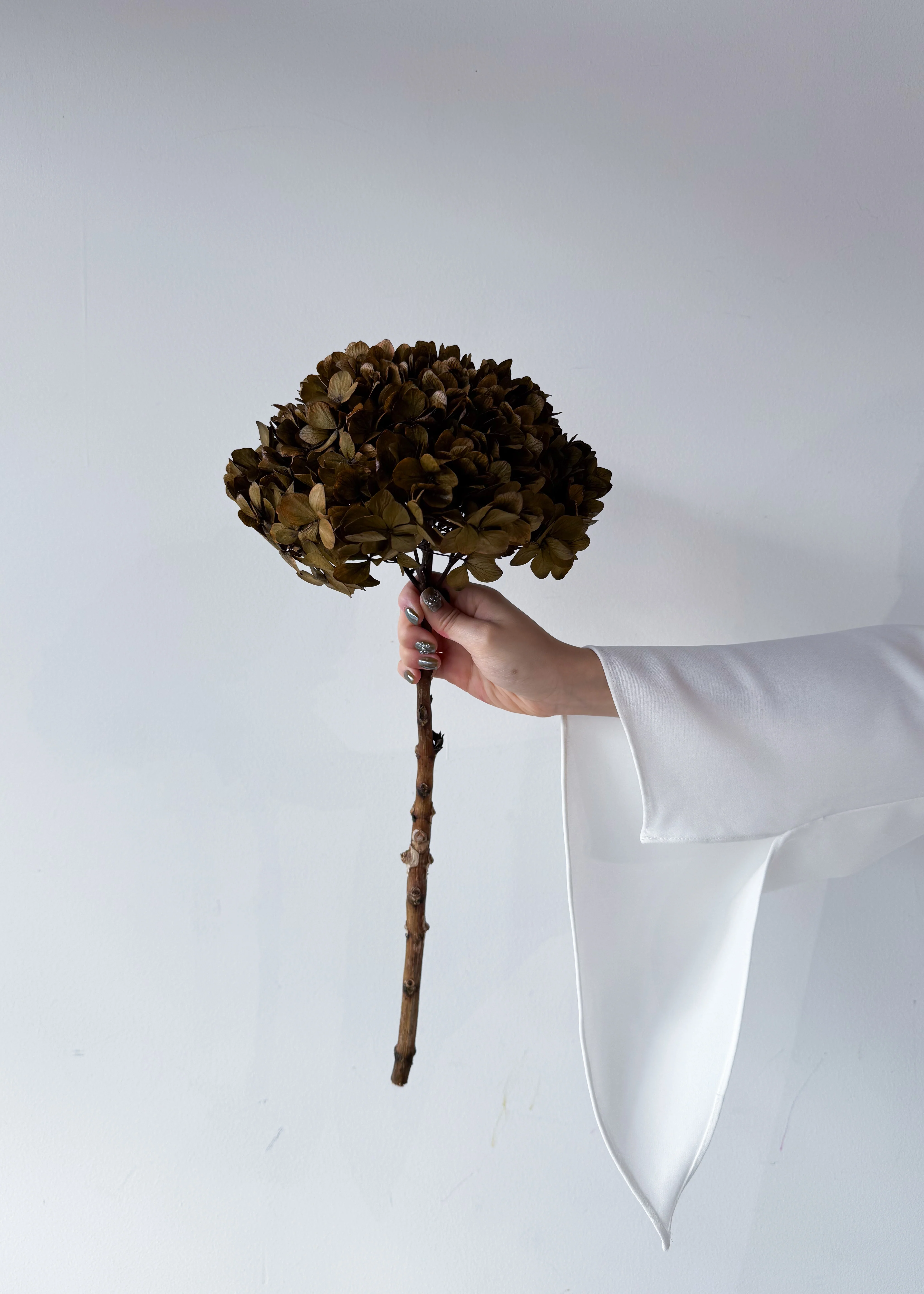 PRESERVED HYDRANGEA STEM I BRONZE I LARGE-LEAF - Image 3