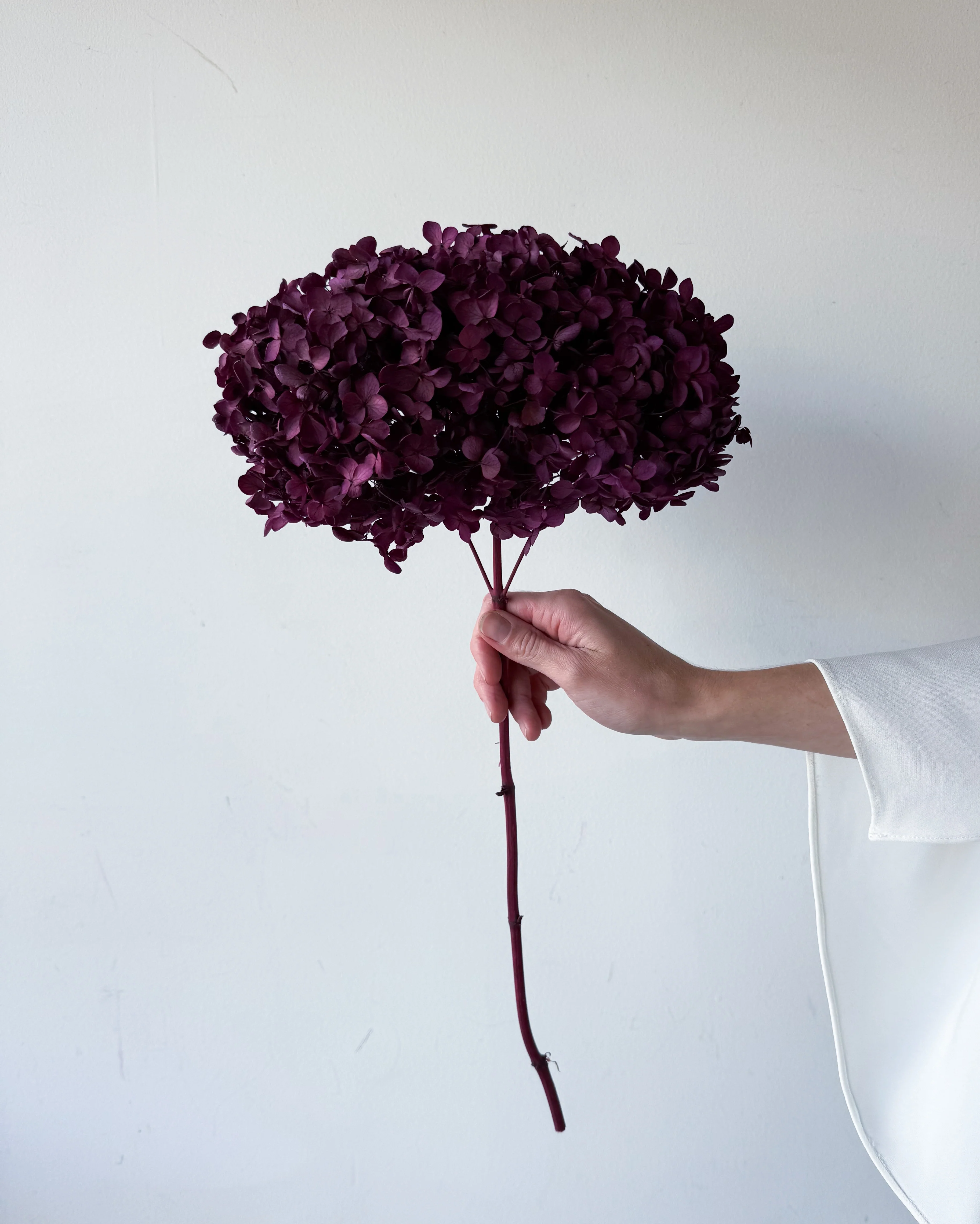 PRESERVED HYDRANGEA STEM I BURGUNDY I SMALL-LEAF - Image 2