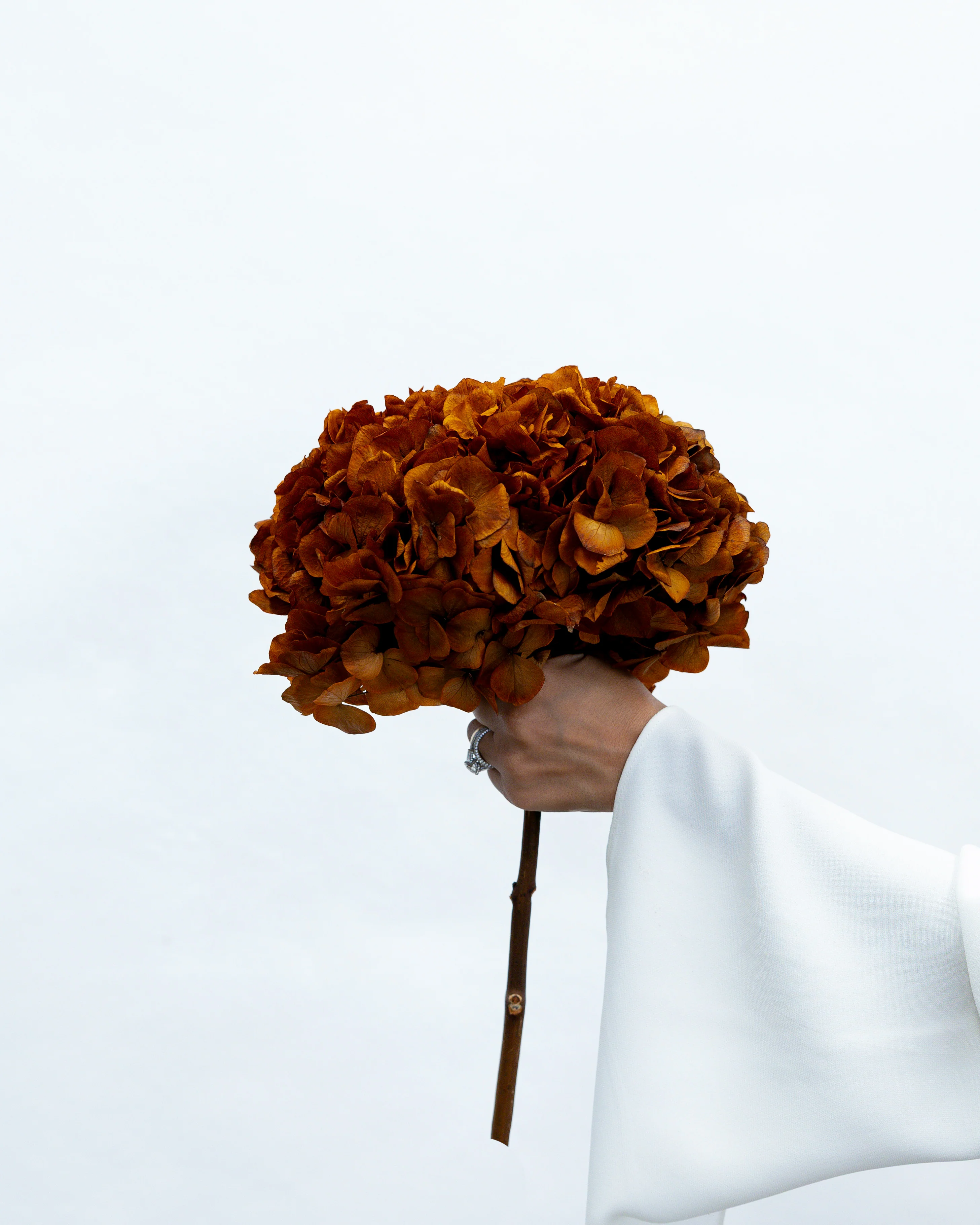 PRESERVED HYDRANGEA STEM I BURNT ORANGE I LARGE-LEAF - Image 2