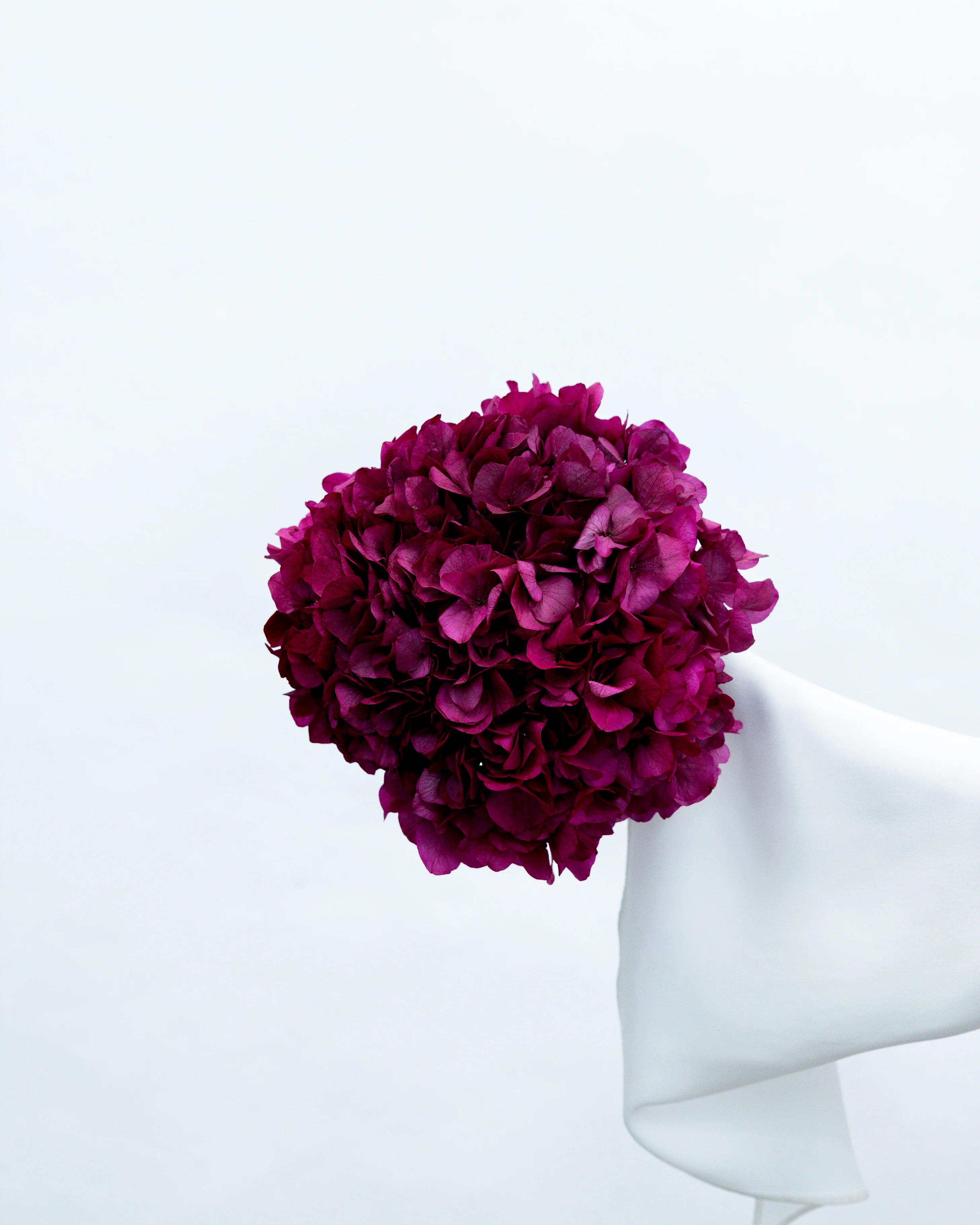 PRESERVED HYDRANGEA STEM I FUCHSIA I LARGE-LEAF