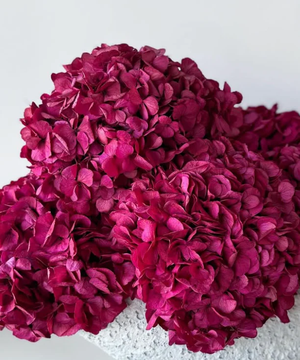 PRESERVED HYDRANGEA STEM I FUCHSIA I LARGE-LEAF - Image 2