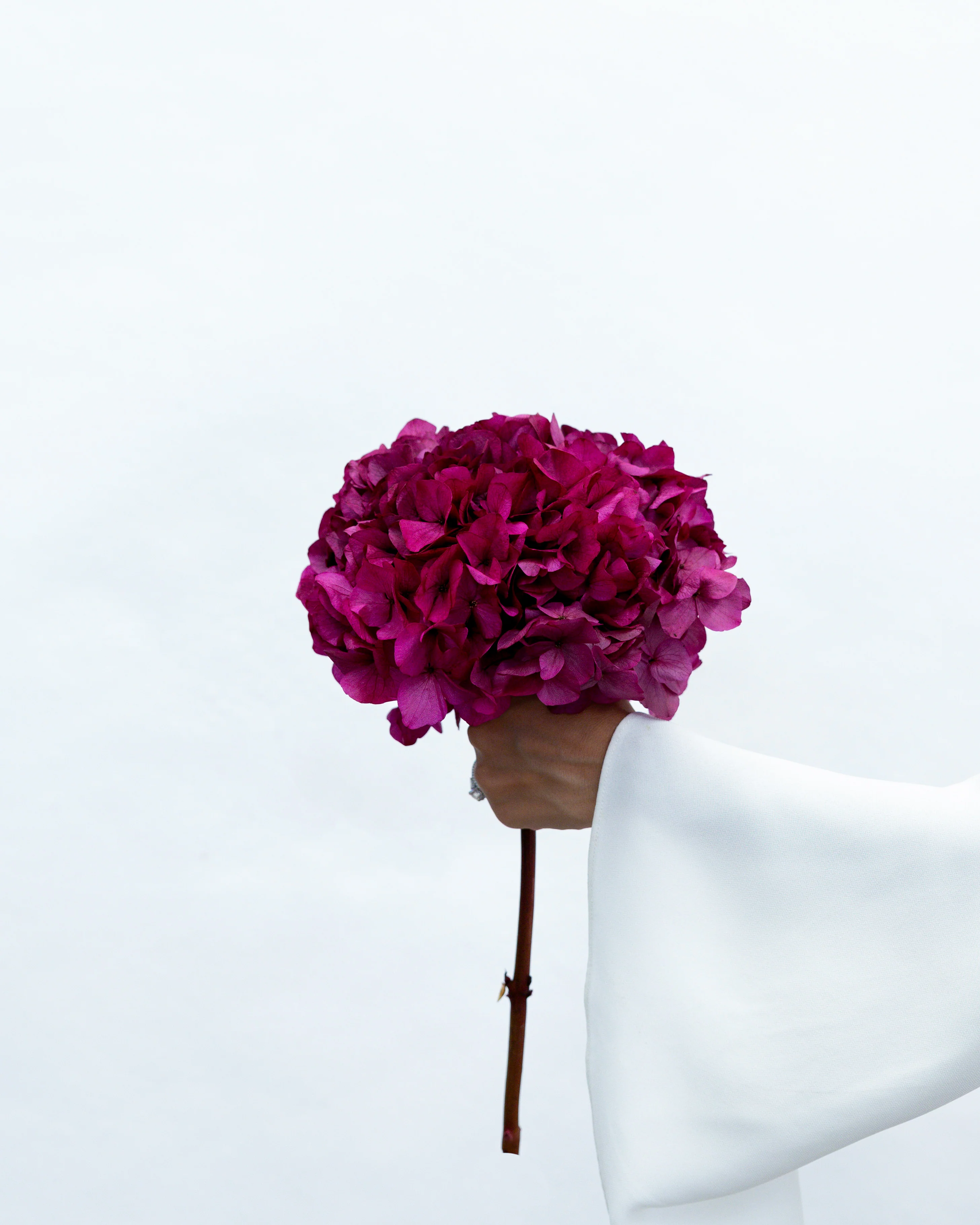 PRESERVED HYDRANGEA STEM I FUCHSIA I LARGE-LEAF - Image 3