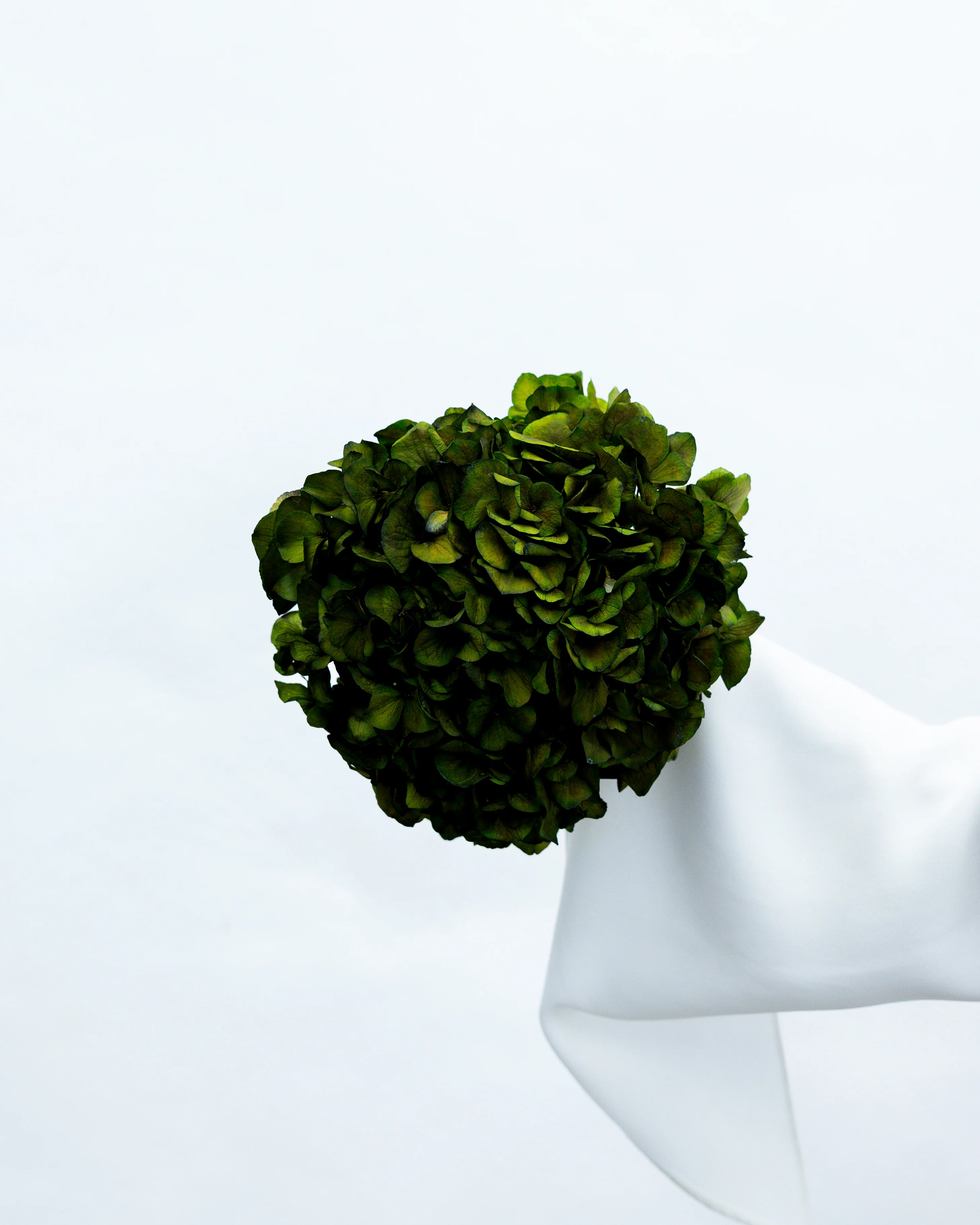 PRESERVED HYDRANGEA STEM I DEEP GREEN I LARGE-LEAF