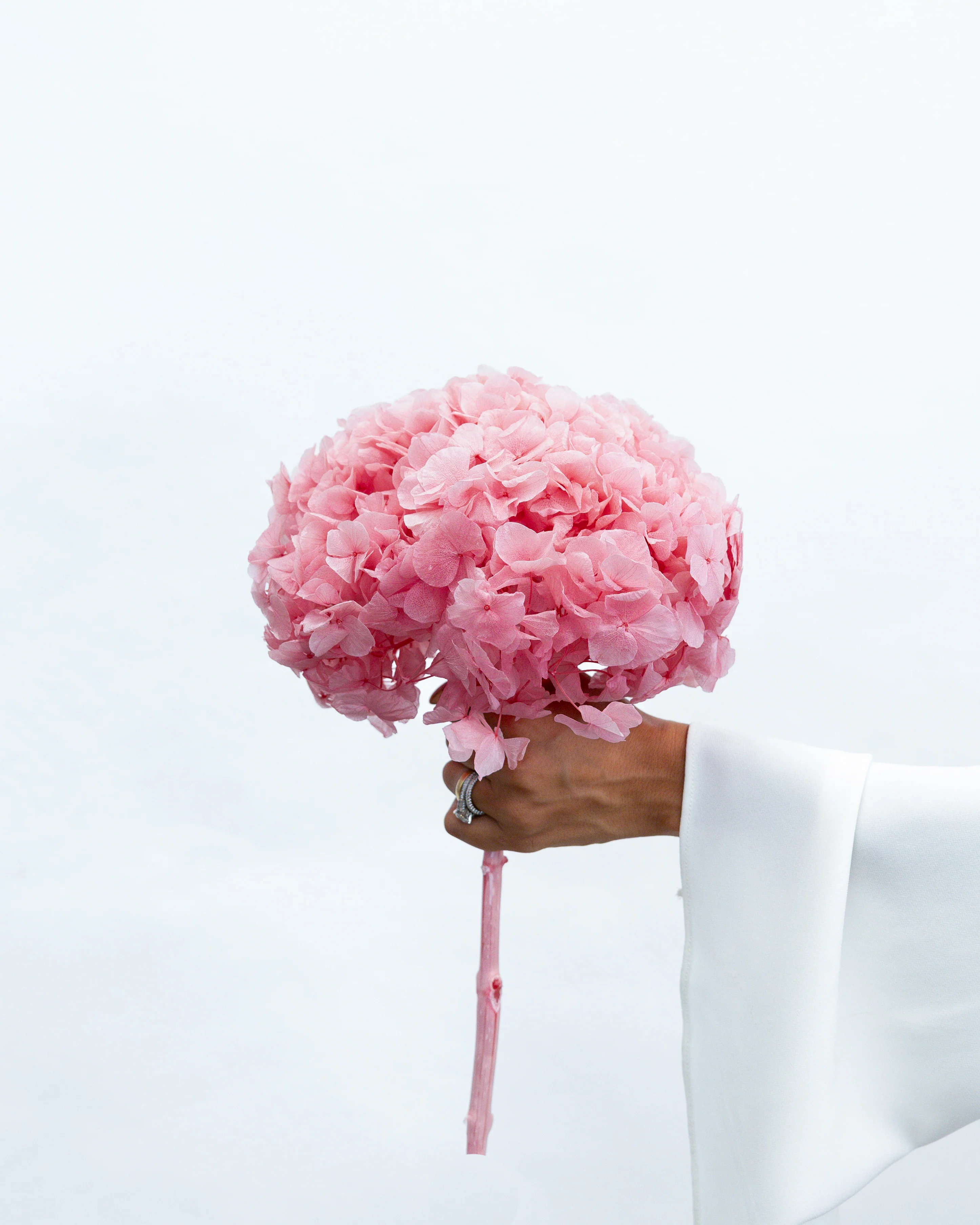 PRESERVED HYDRANGEA STEM I ROSE-PINK I LARGE-LEAF - Image 2
