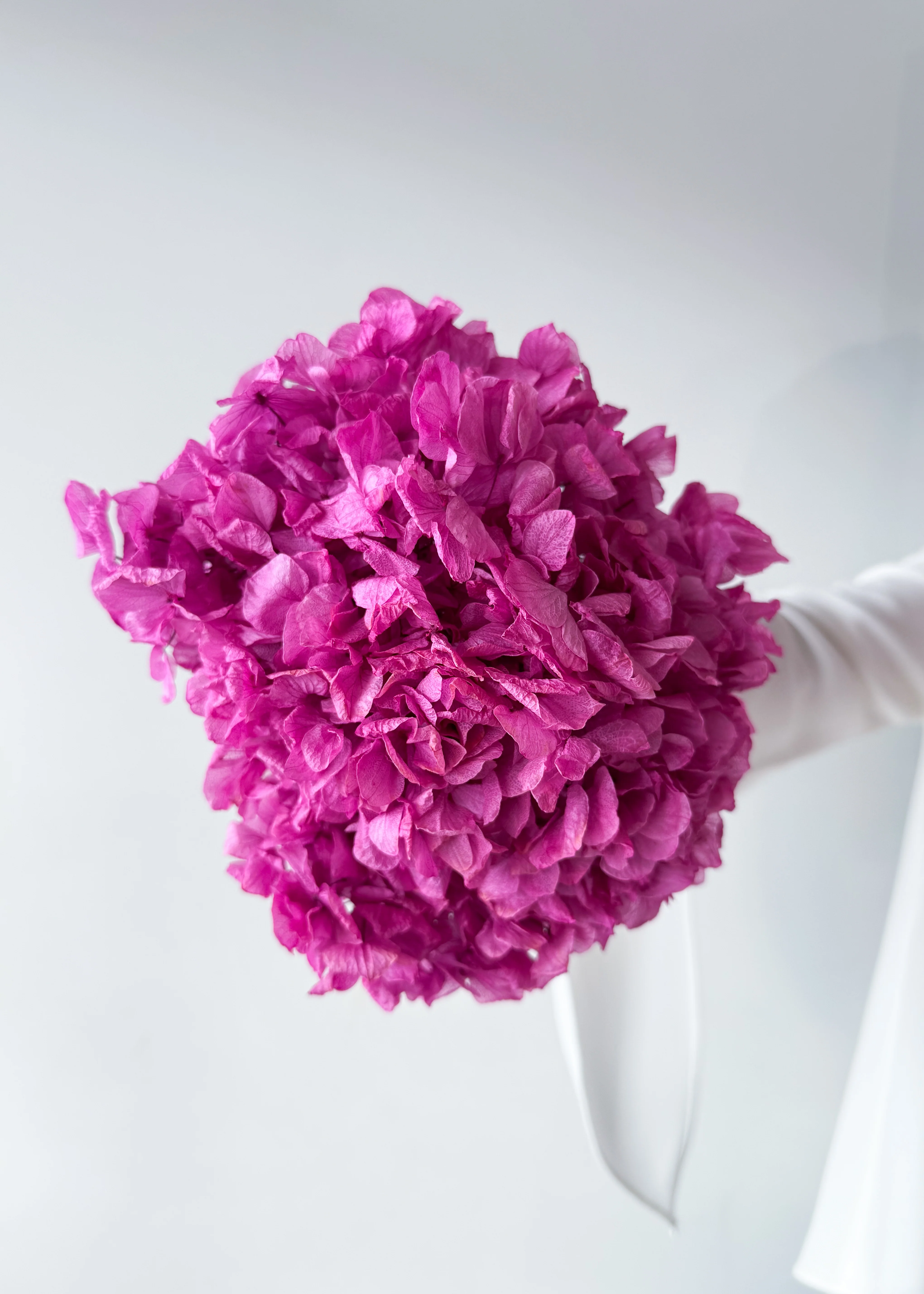PRESERVED HYDRANGEA STEM I FUCHSIA I LARGE-LEAF - Image 3